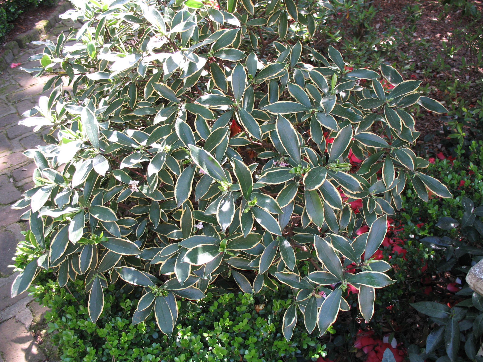 Daphne odora 'Aureomarginata'  / Winter Daphne