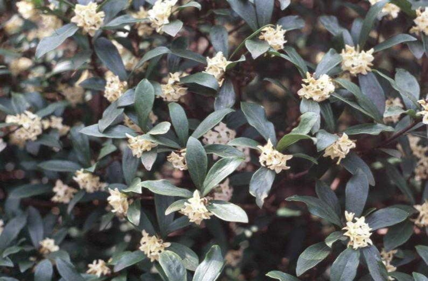 Daphne odora  / Fragrant Daphne