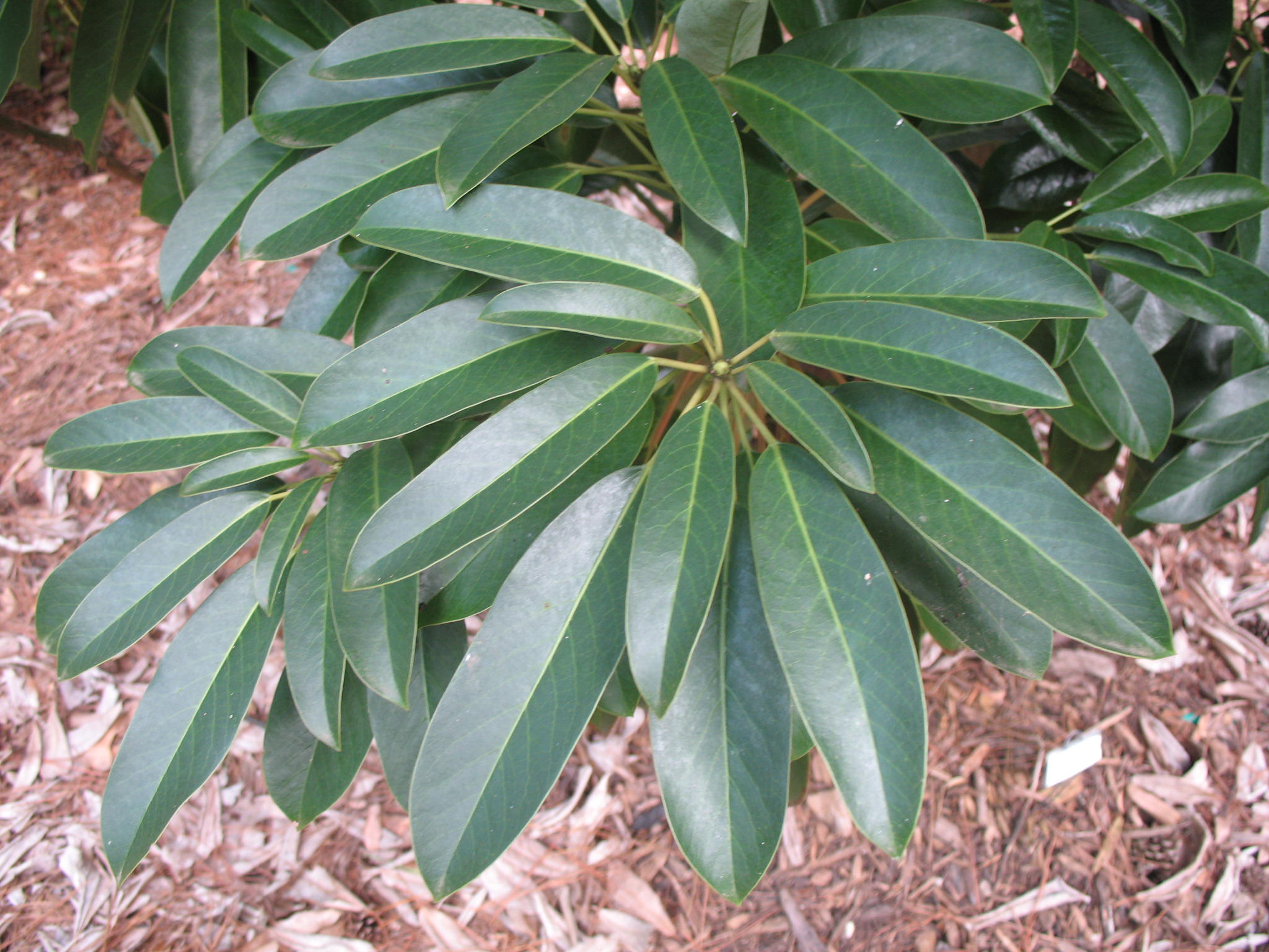 Daphniphyllum himalayense var. Macropodum  / 