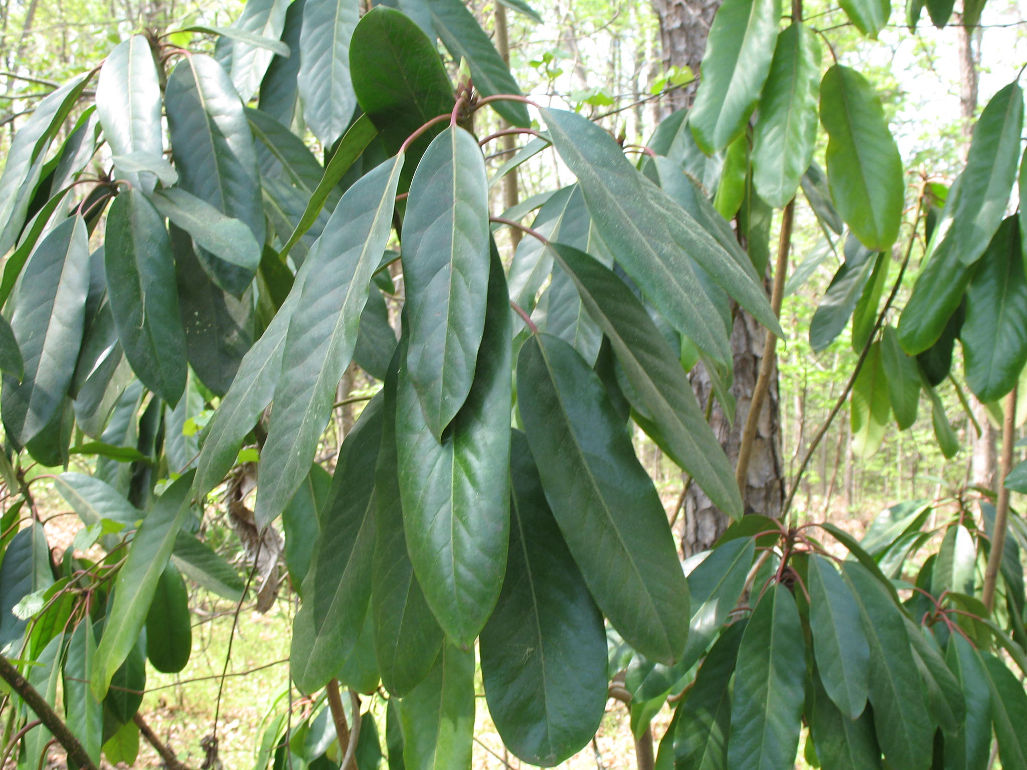 Daphniphyllum macropodum / Daphniphyllum macropodum