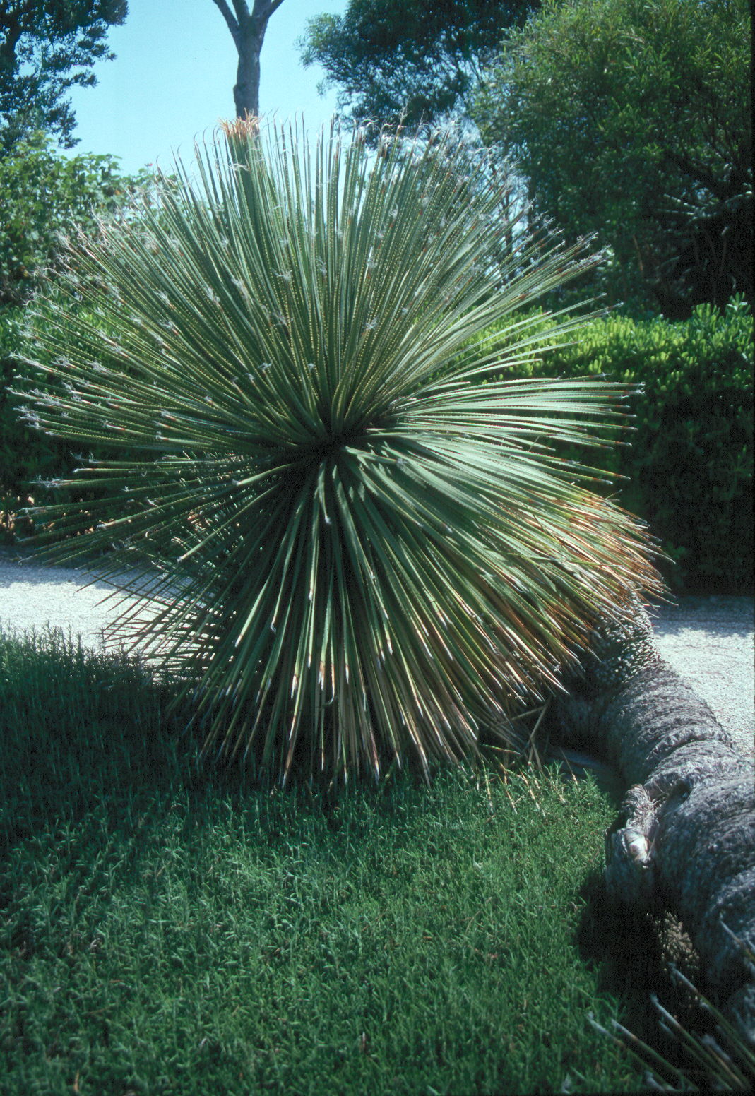 Dasylirion texanum / Texas Sotol