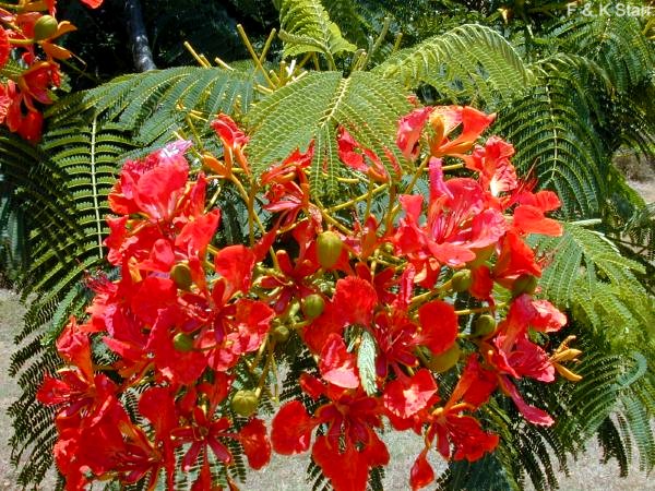 Delonix regia / Royal Poinciana