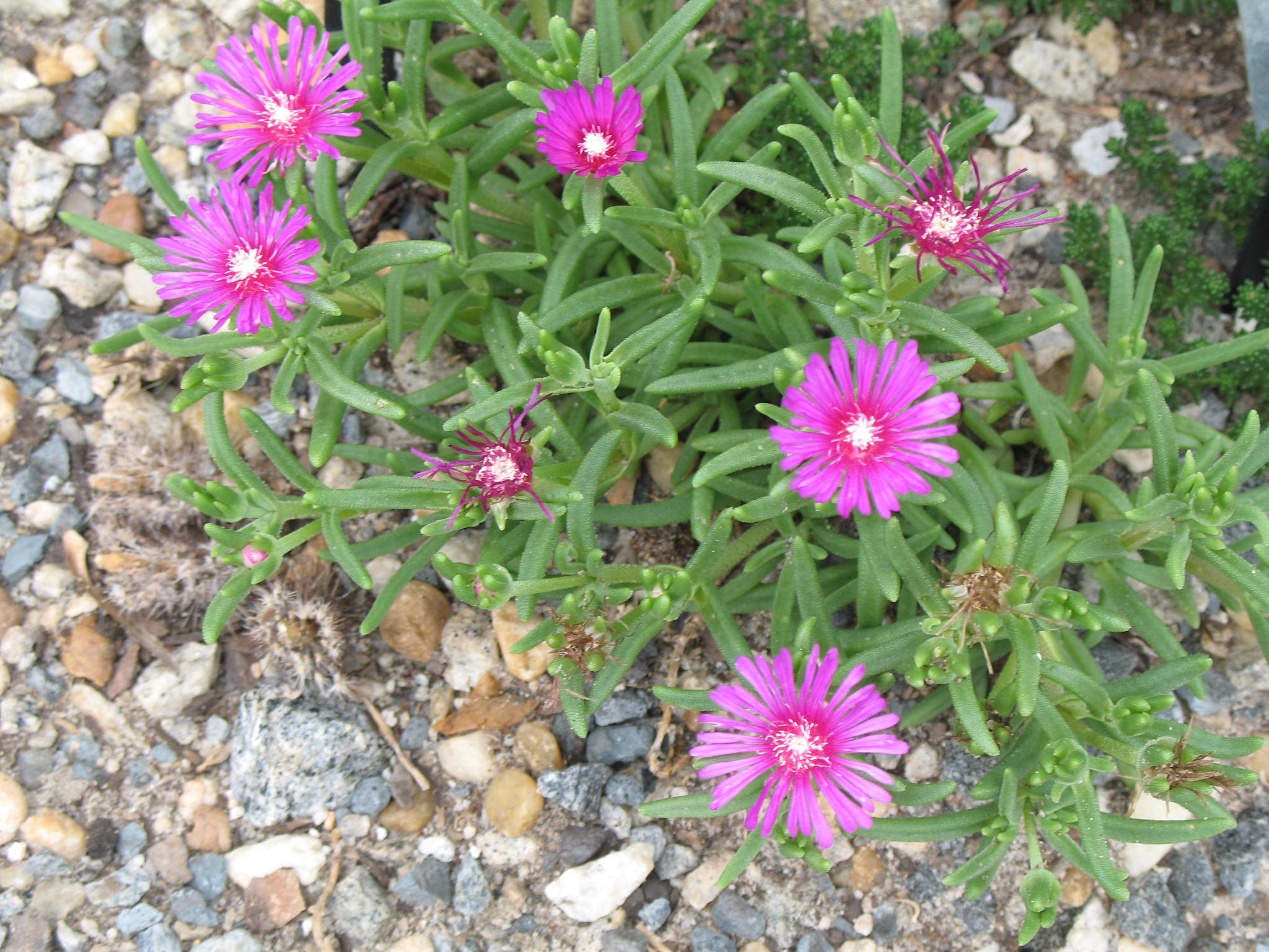 Delosperma cooperi / Ice Plant