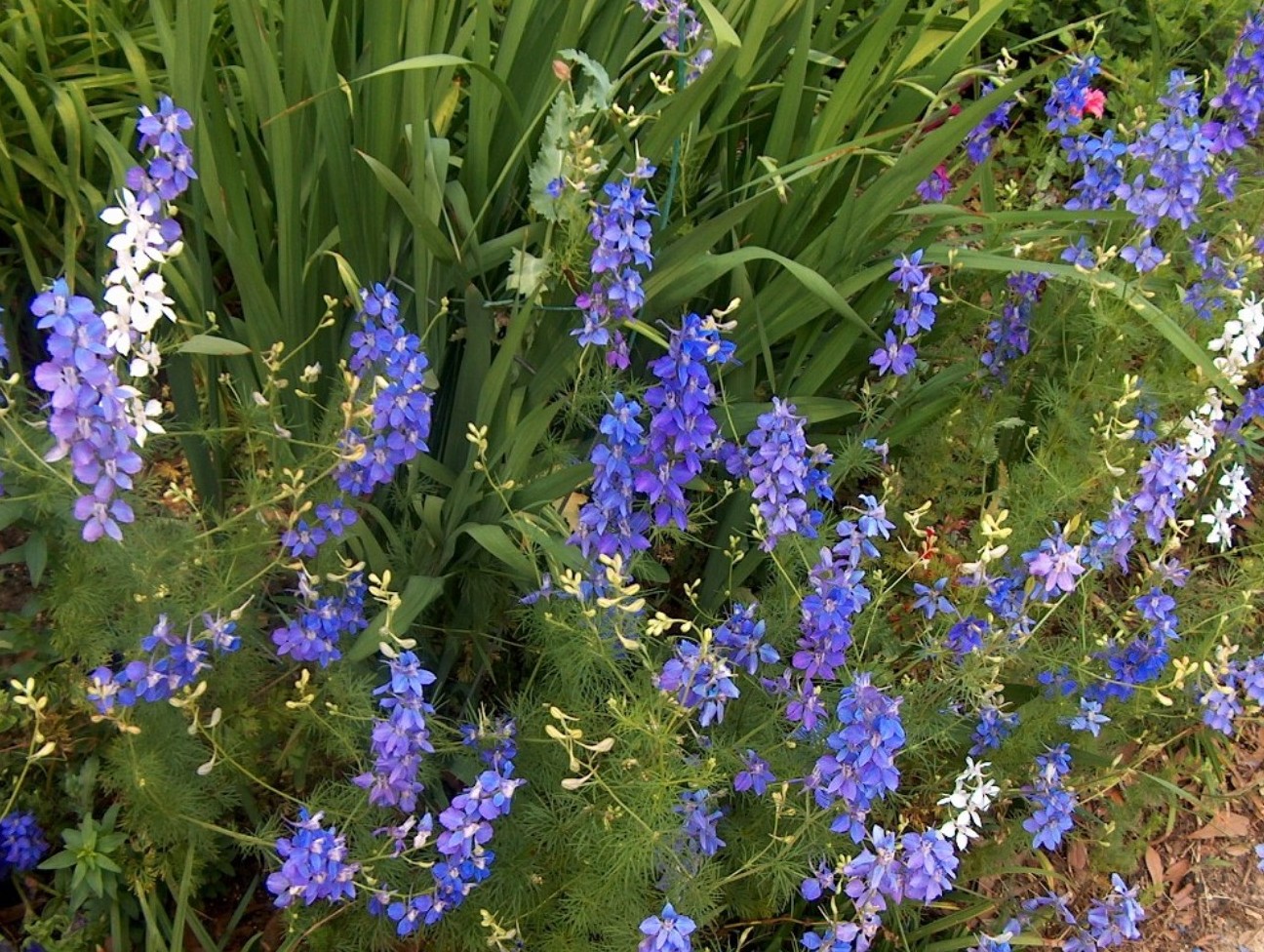 Delphinium consolida / Larkspur