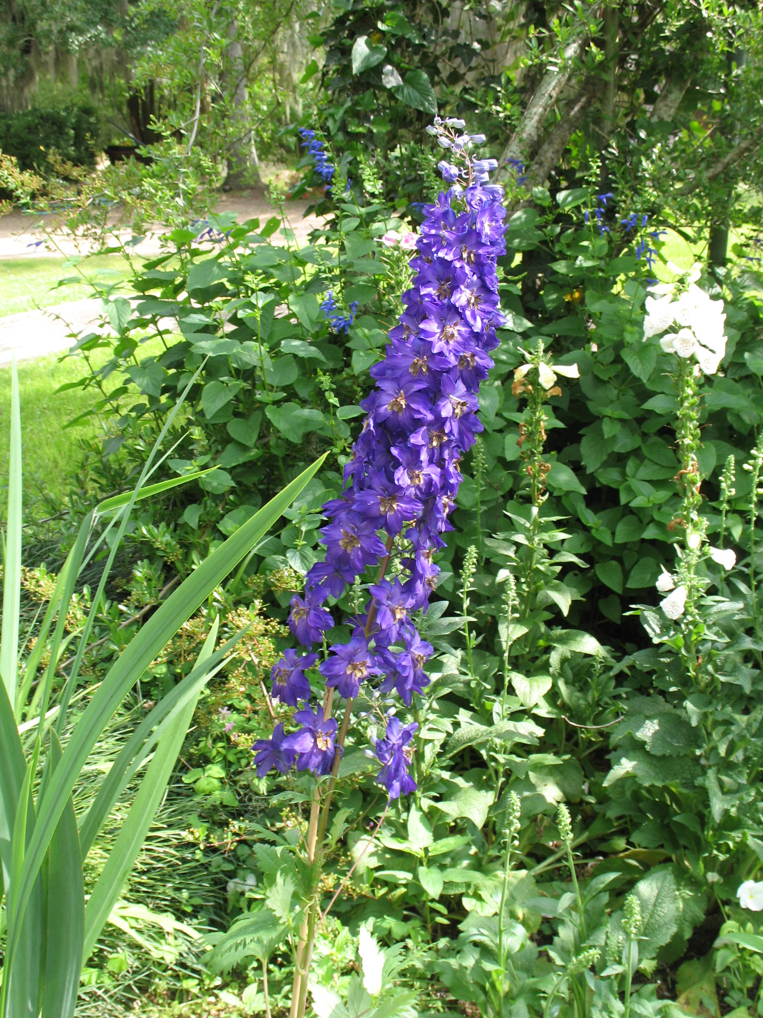 Delphinium species  / Delphinium species 