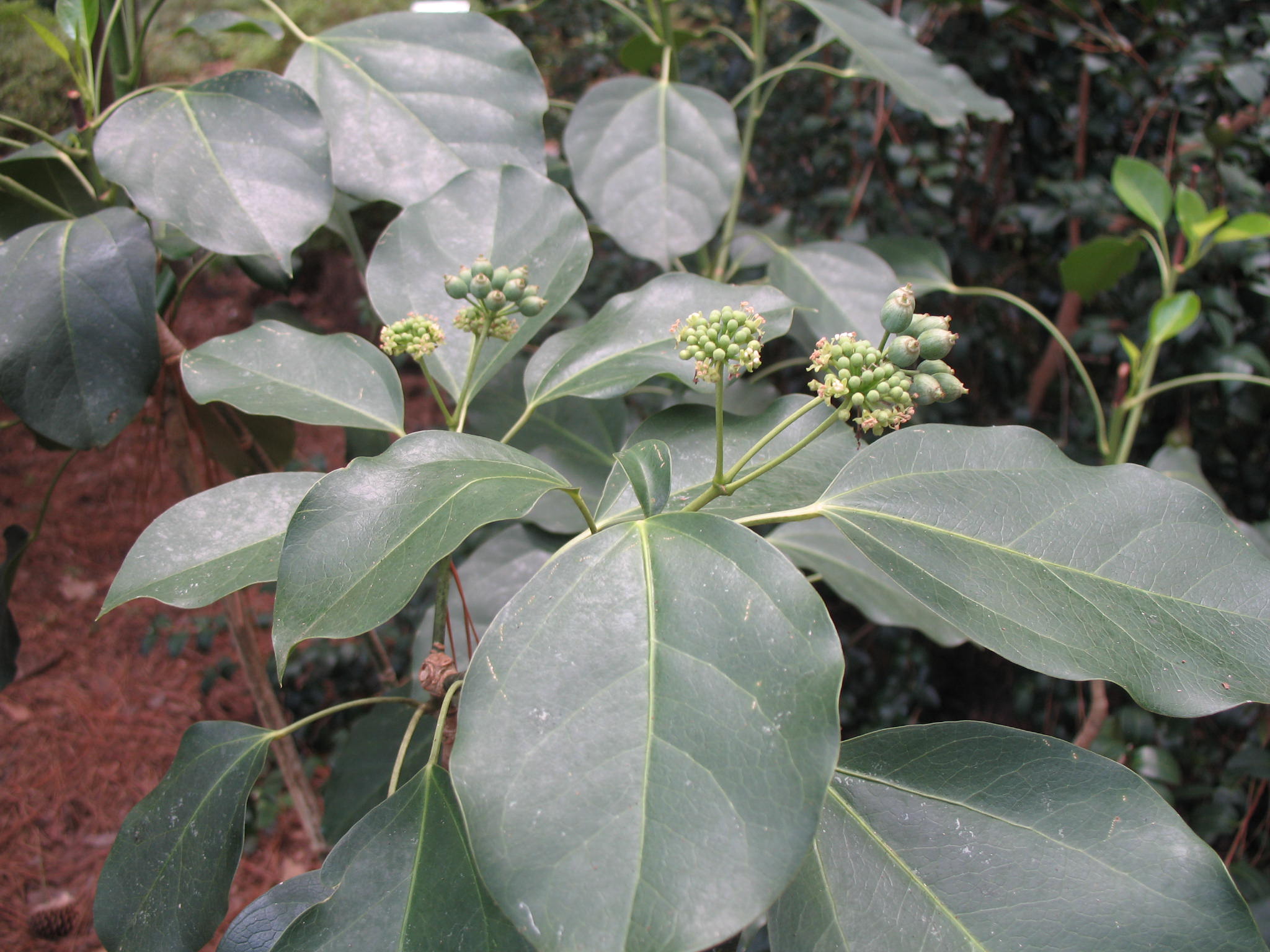 Dendropanax trifidus  / Ivy Tree