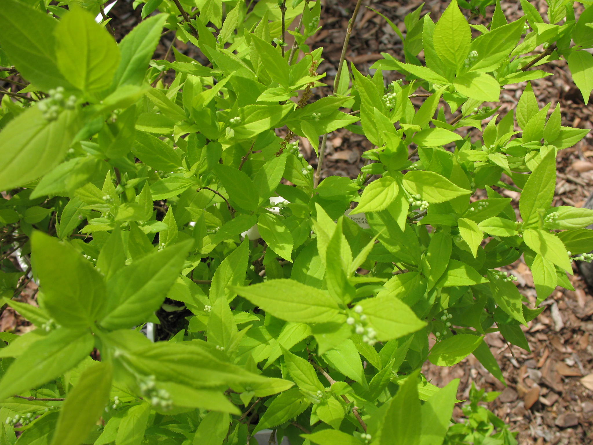 Deutzia 'Chardonnay Pearls' / Chardonnay Pearls Deutzia