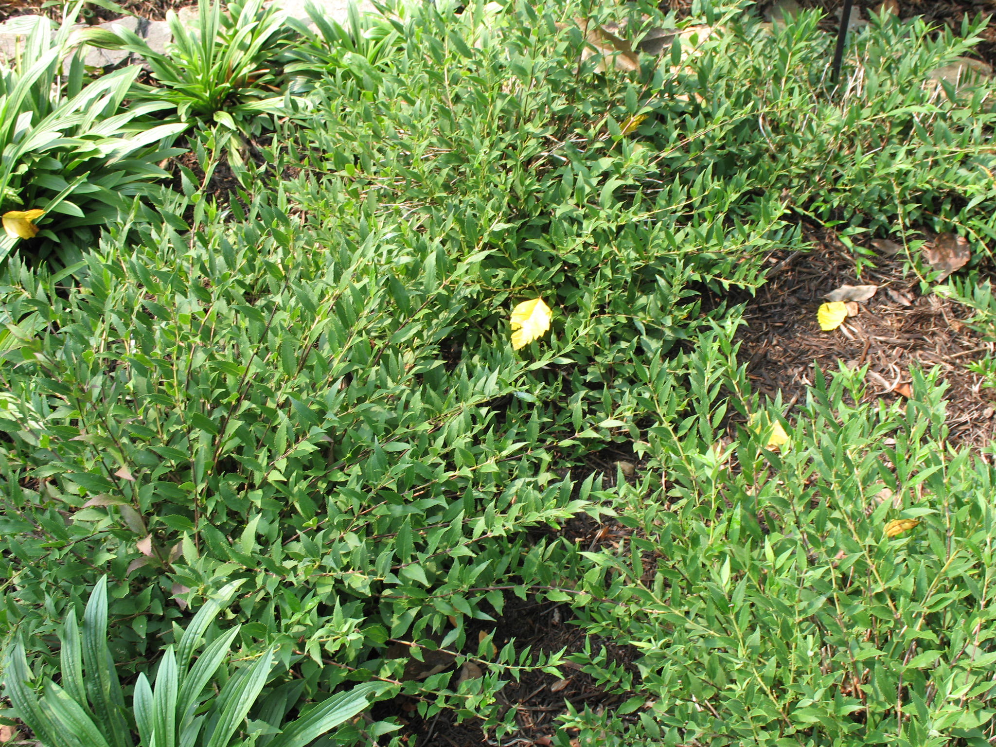 Deutzia gracilis 'Nikko'   / Slender Deutzia
