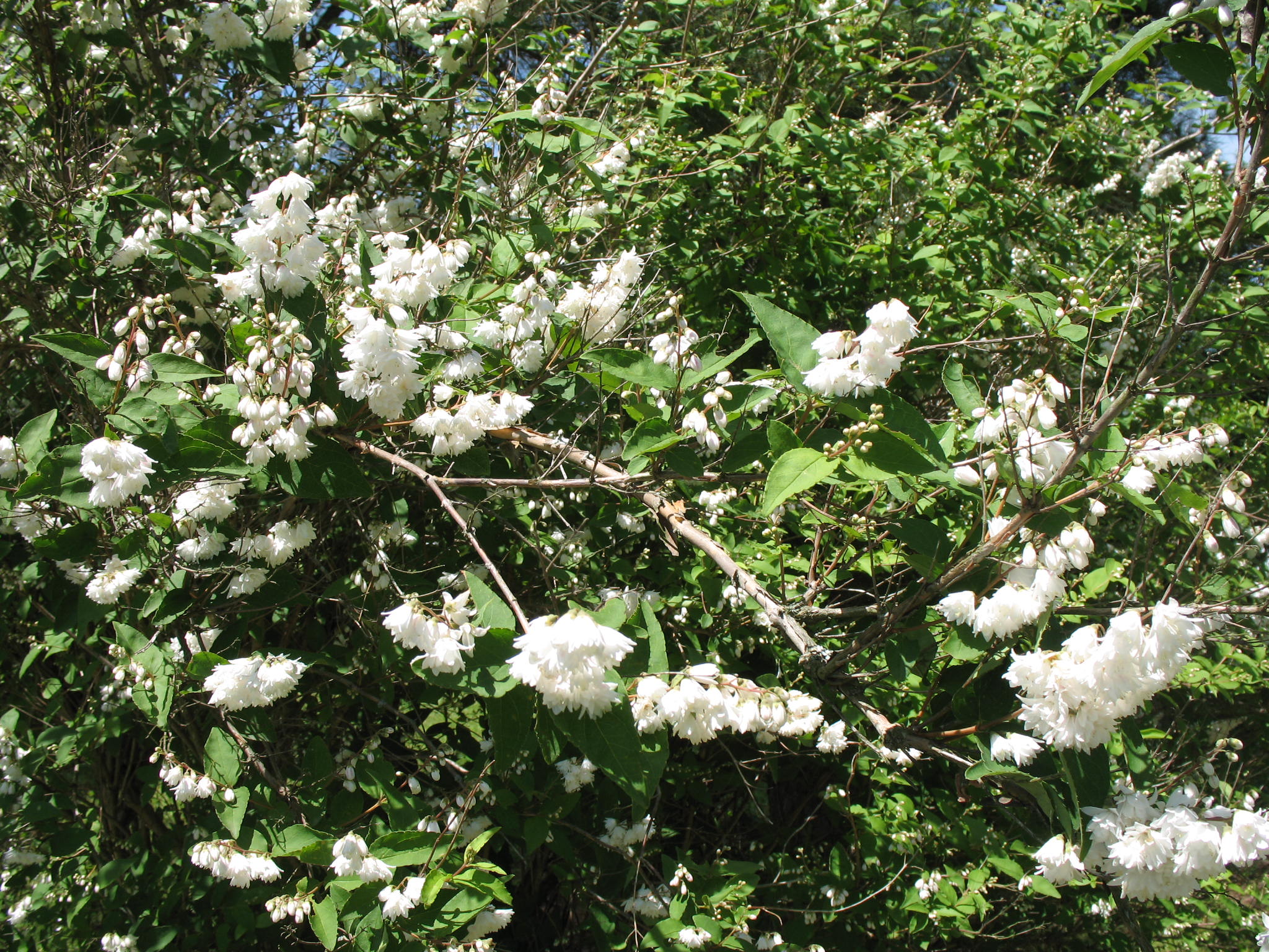 Deutzia scabra / Deutzia