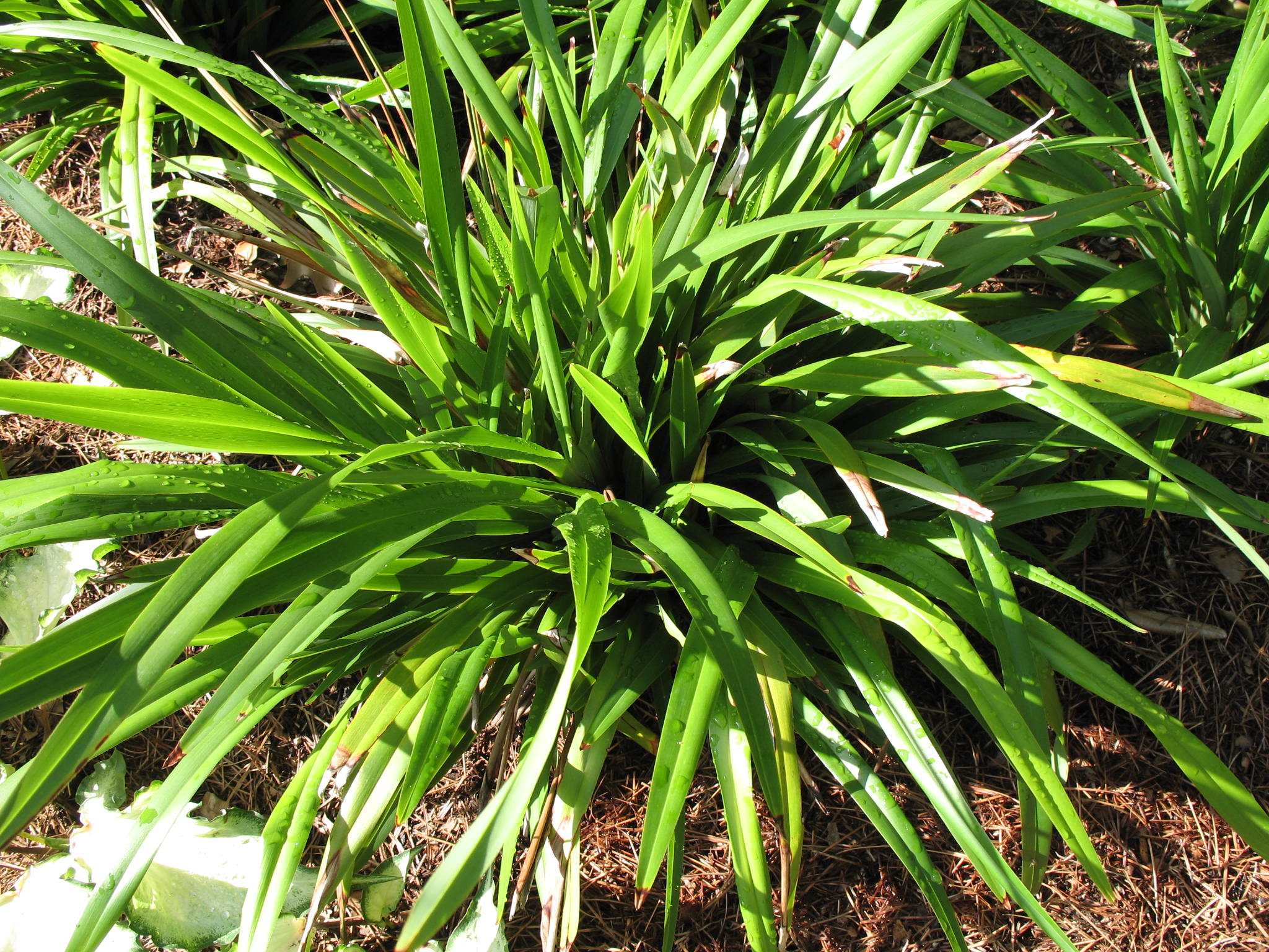 Dianella caerulea 'Becca' / Becca Flax Lily