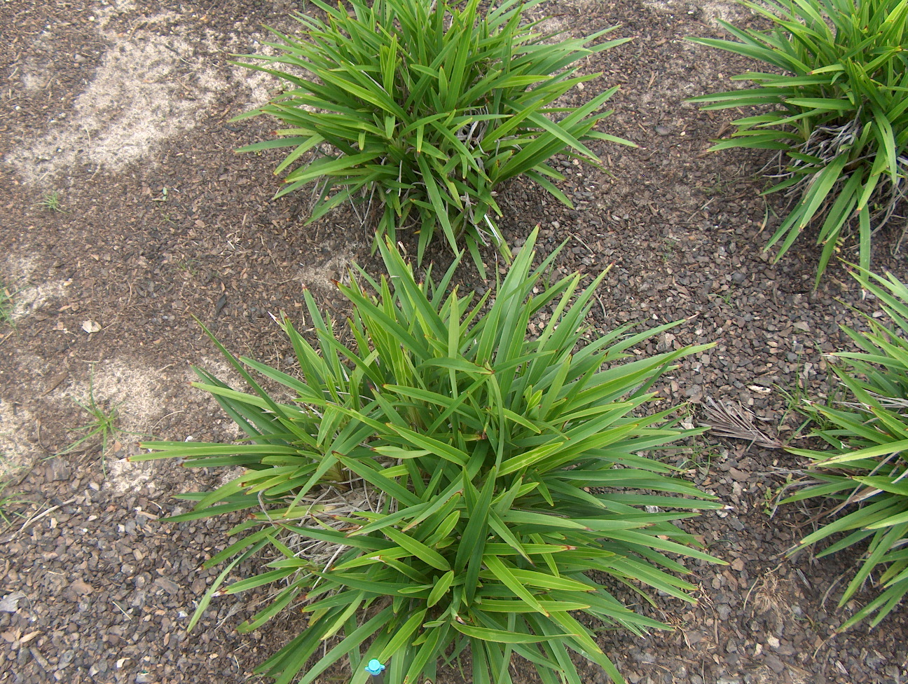 Dianella caerulea 'Little Becca' / Dianella caerulea 'Little Becca'