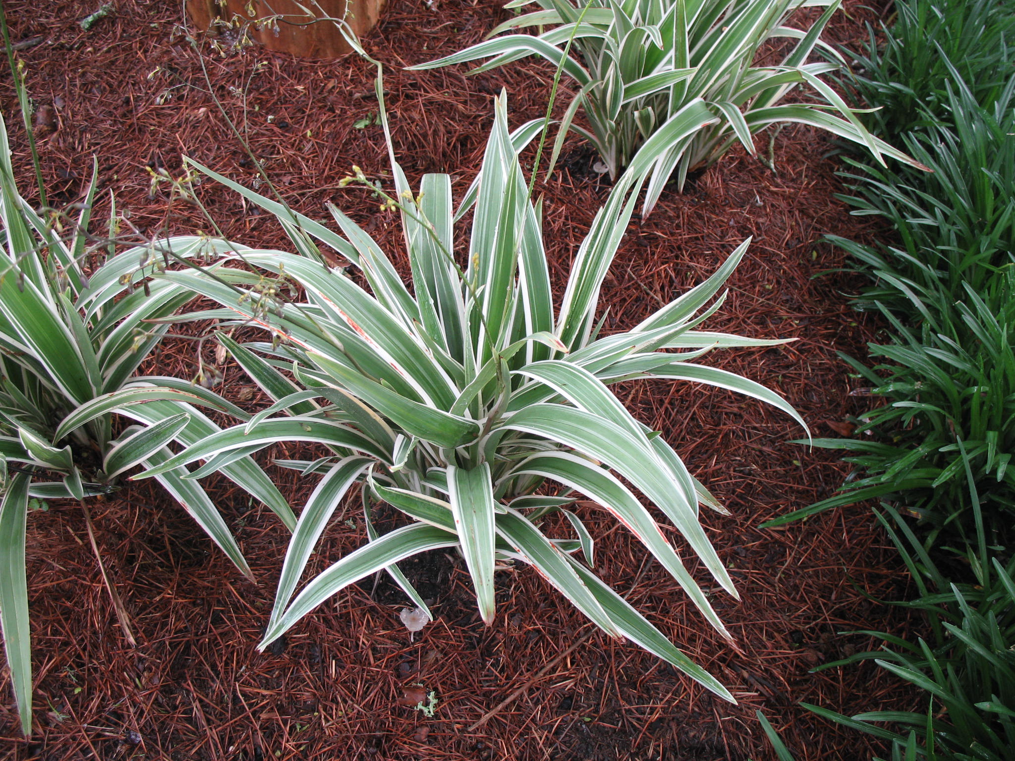 Dianella caerulea 'Variegata'  / Variegated Flax Lily
