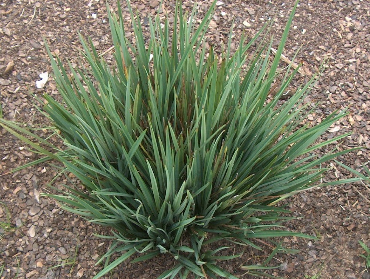 Dianella revoluta 'Lilttle Babe' / Little Babe Flax Lily