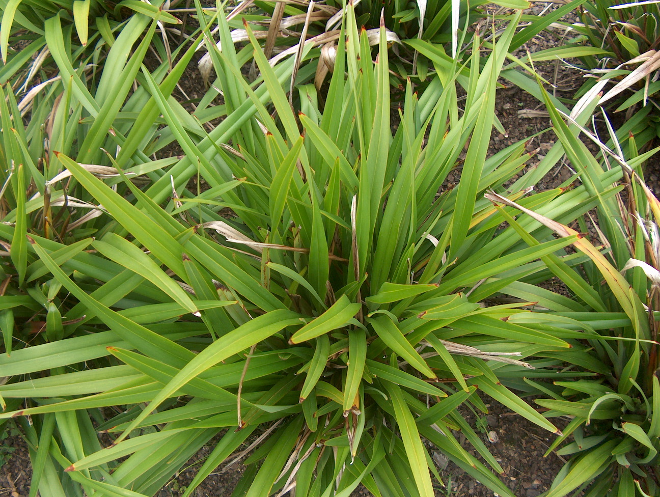 Dianella tasmanica 'Tasred' / Dianella tasmanica 'Tasred'