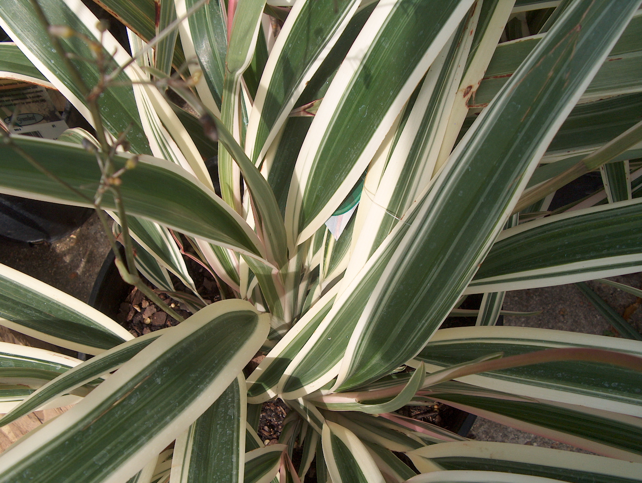 Dianella tasmanica 'Variegata' / Variegated Flax Lily
