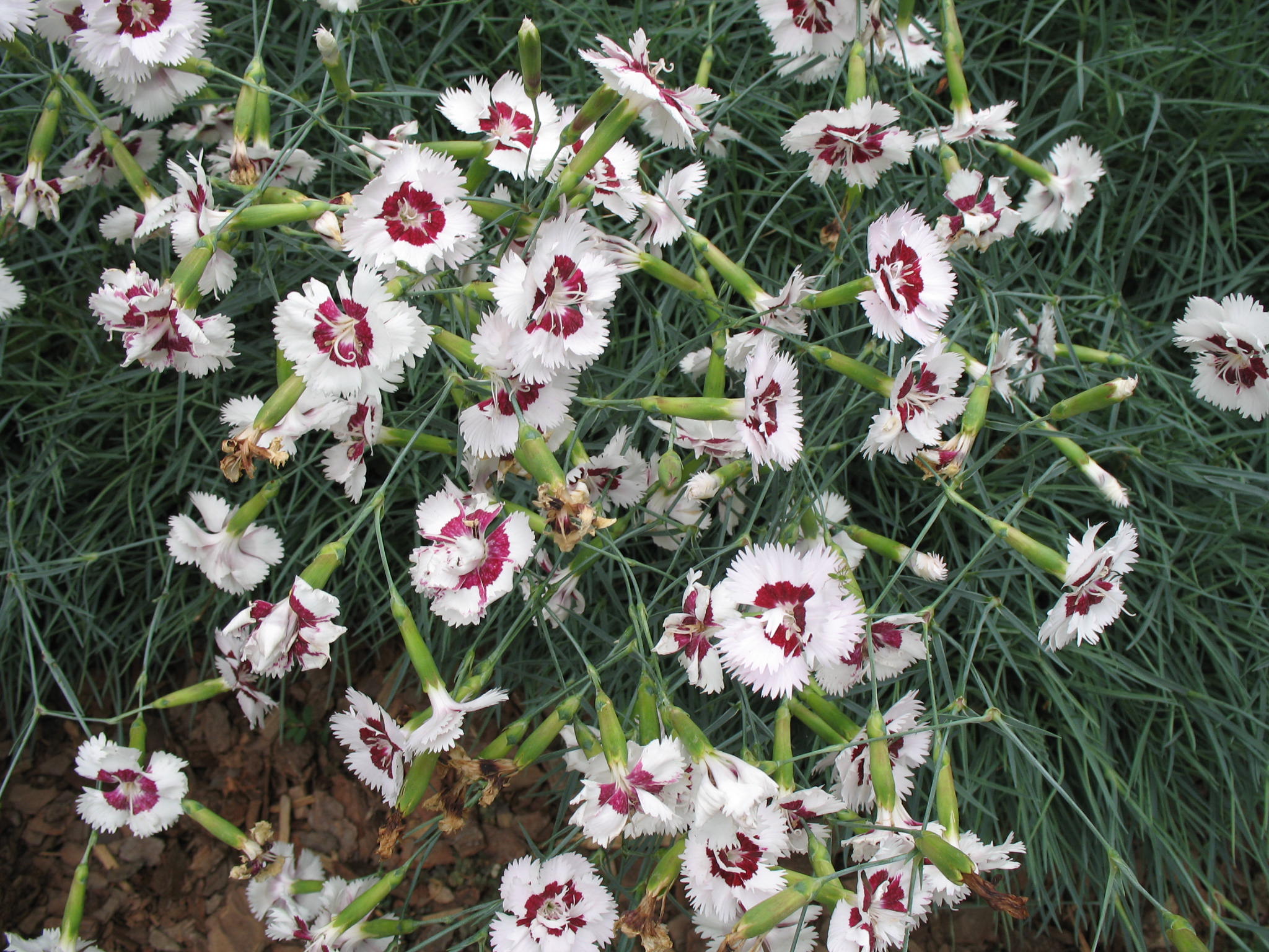 Dianthus 'Lady Granville' / Dianthus 'Lady Granville'