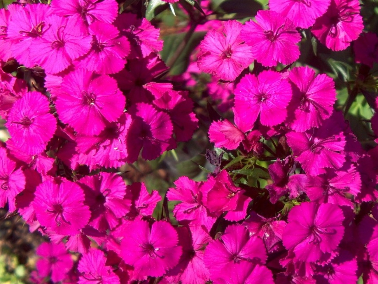 Dianthus barbatus 'Amazon Neon'  / Dianthus barbatus 'Amazon Neon' 