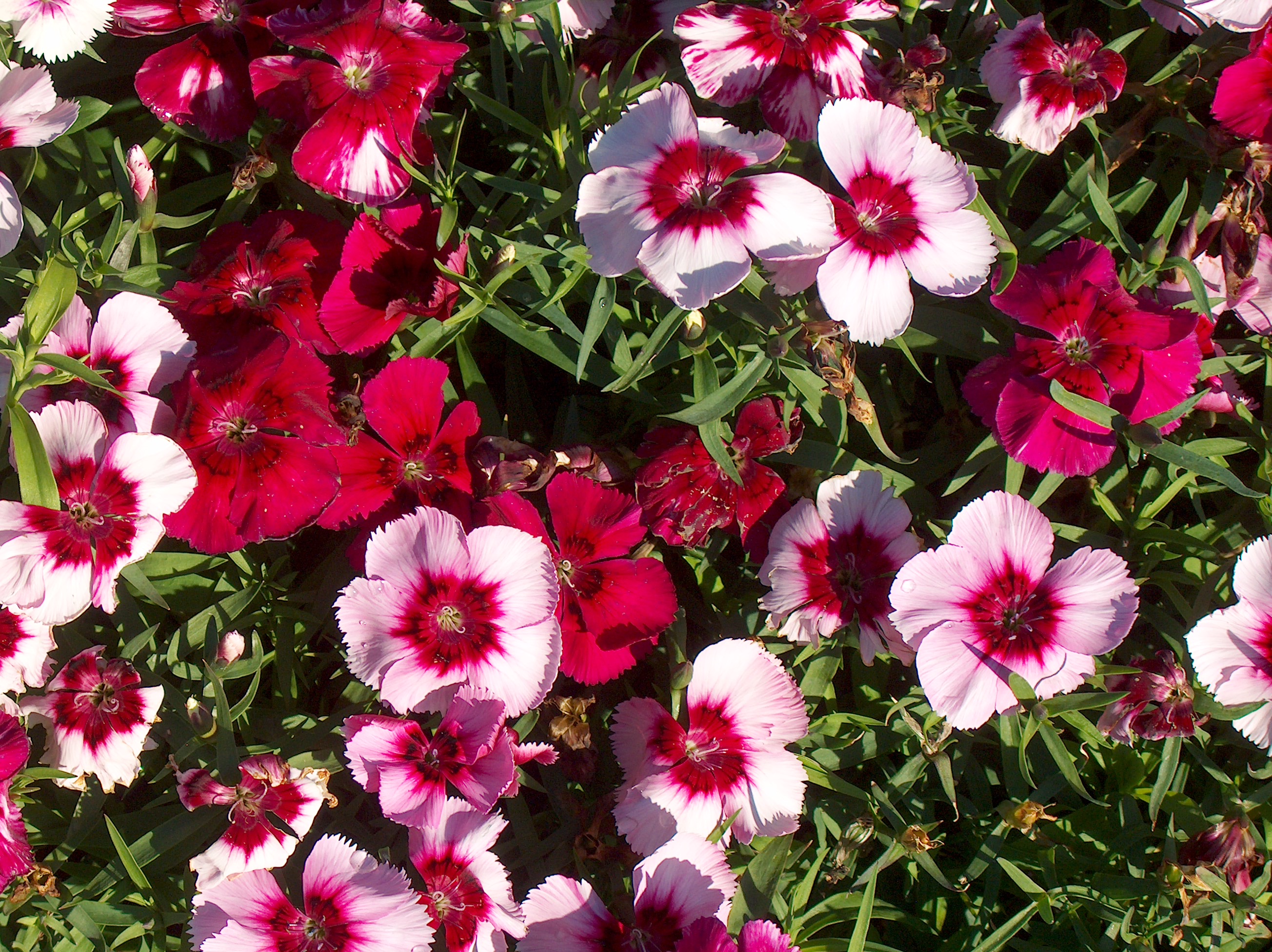 Dianthus barbatus  / Dianthus barbatus 