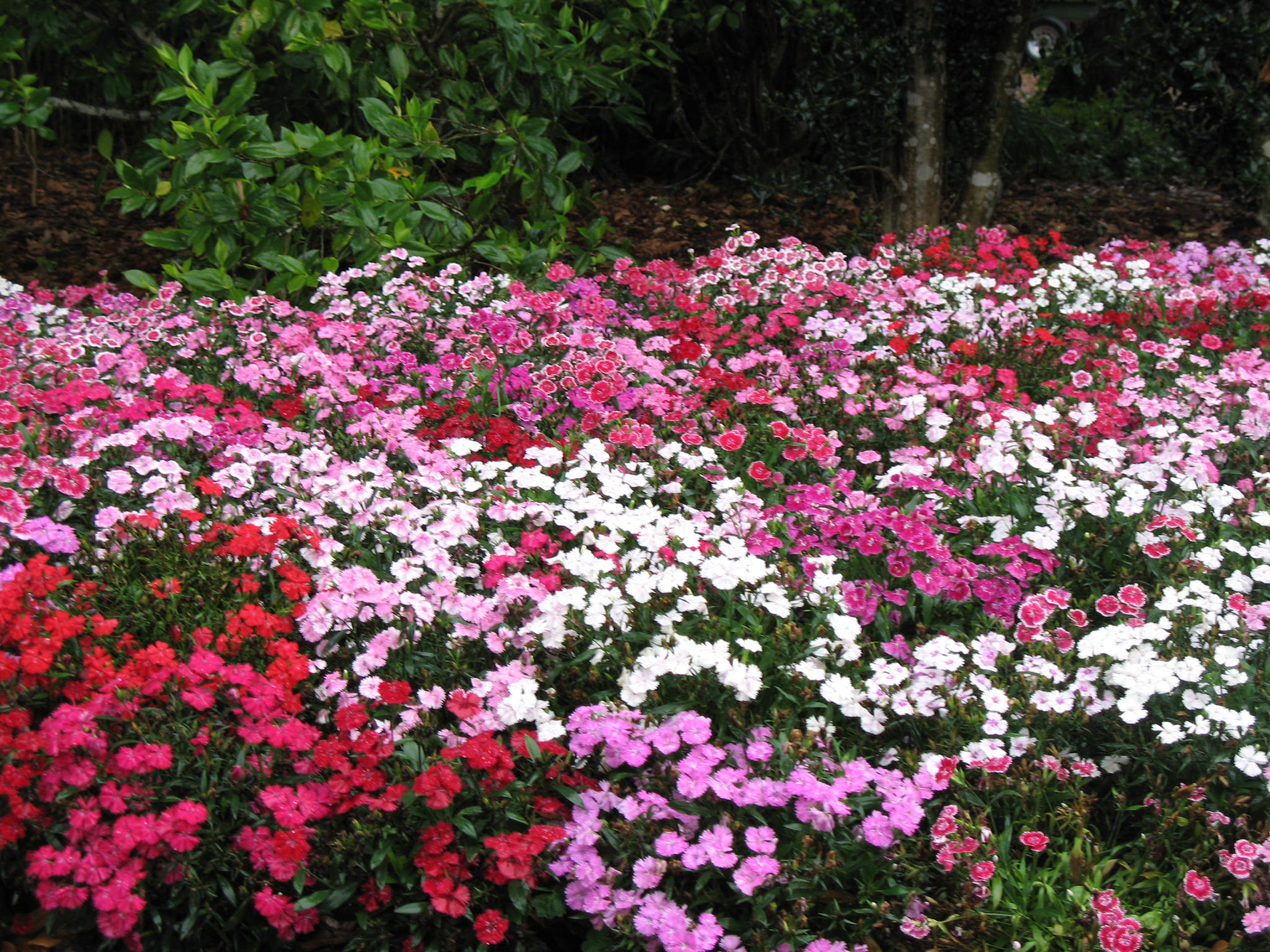 Dianthus deltoides / Dianthus deltoides