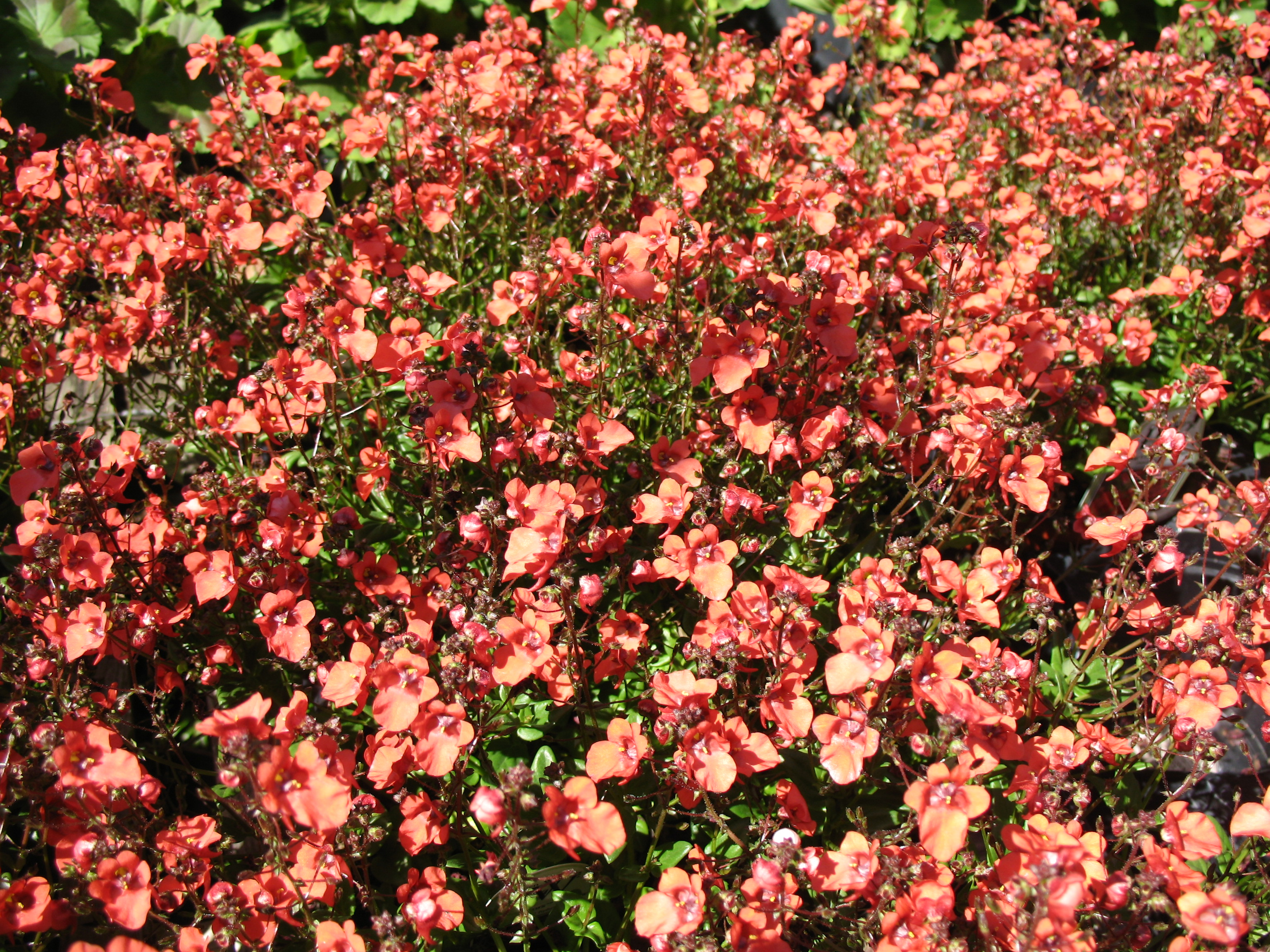 Diascia 'Flying Colors Apricot'  / Diascia 'Flying Colors Apricot' 