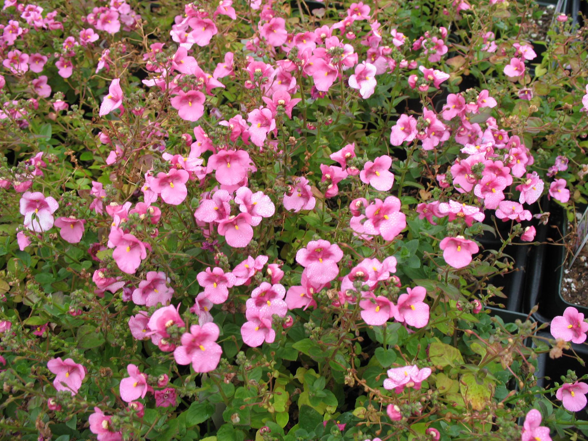 Diascia 'Wink Pink Improved' / Diascia 'Wink Pink Improved'
