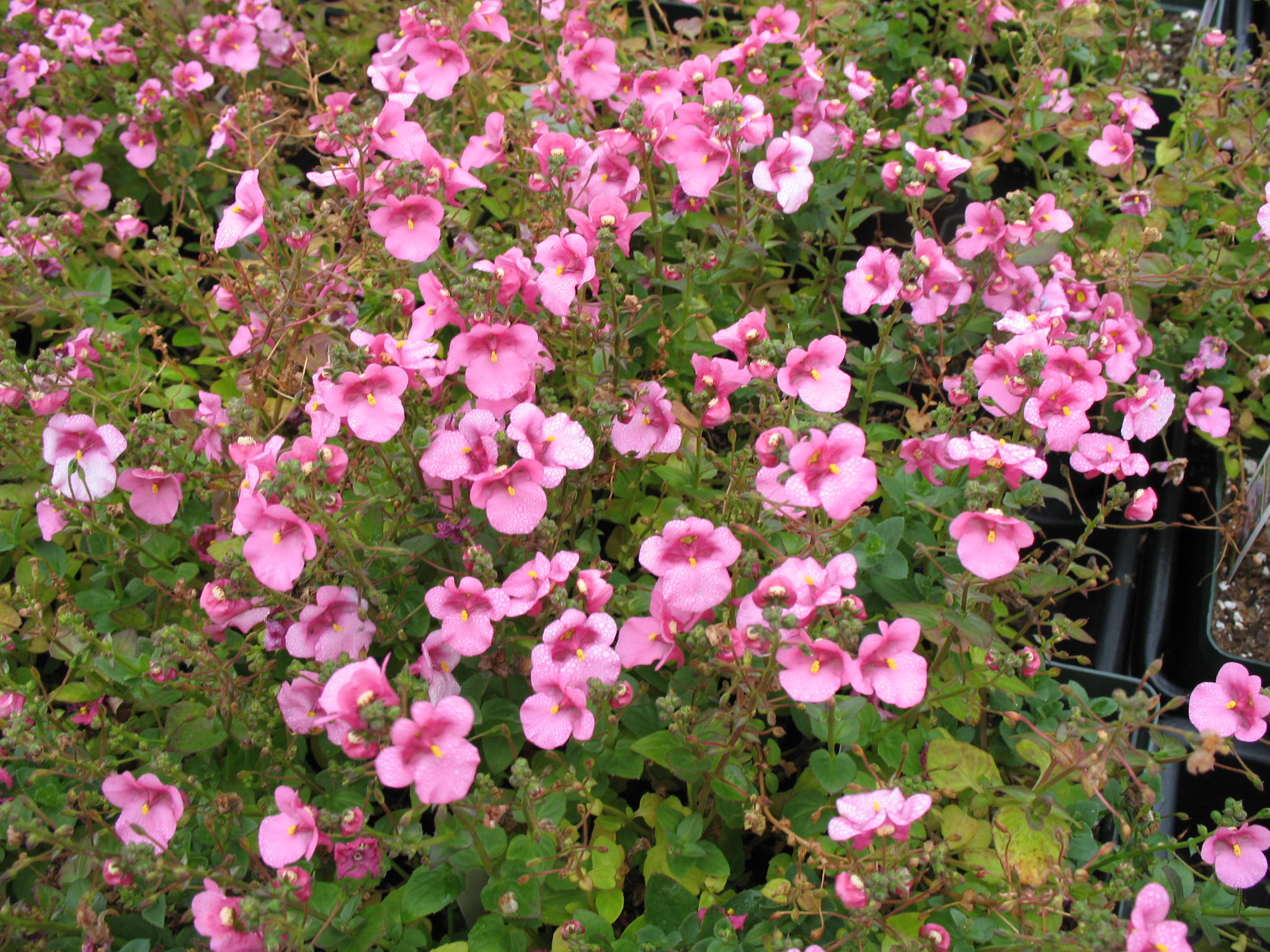 Diascia 'Wink Pink Improved' / Wink Pink Diascia