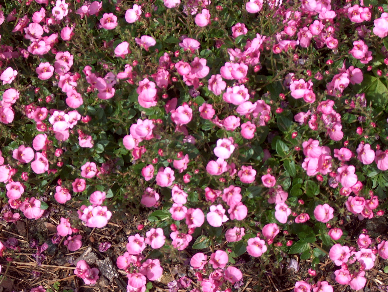 Diascia barbarae / Blackthorn Apricot