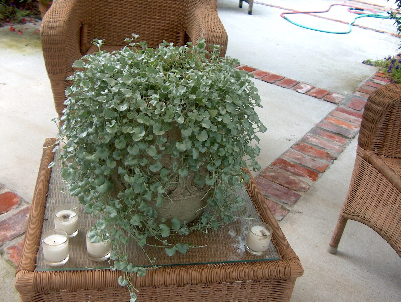 Dichondra argentea 'Silver Falls'  / Dichondra argentea 'Silver Falls' 