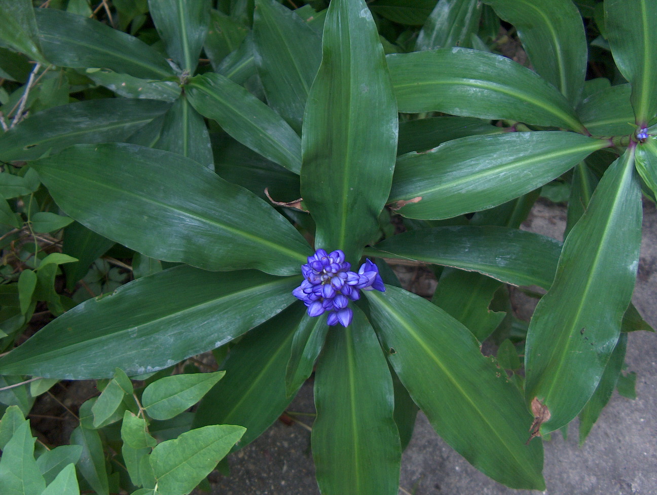 Dichorisandra thyrsiflora  / Blue Ginger