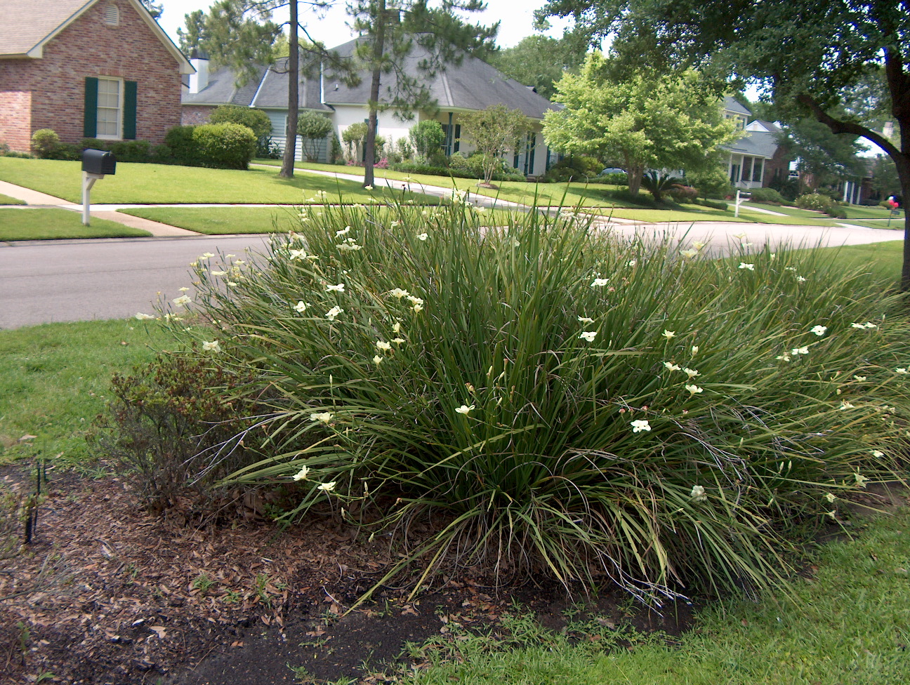 Dietes bicolor  / Dietes bicolor 