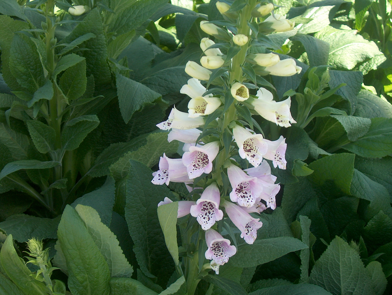 Digitalis purpurea / Digitalis purpurea