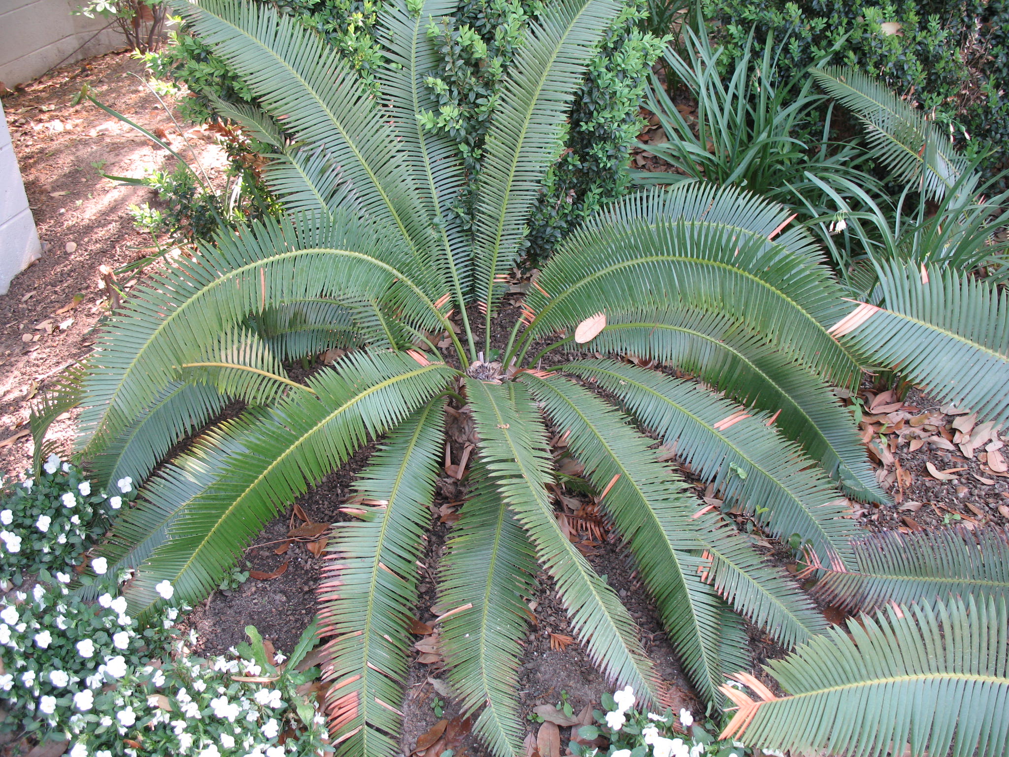 Dioon edule  / Virgin's Palm
