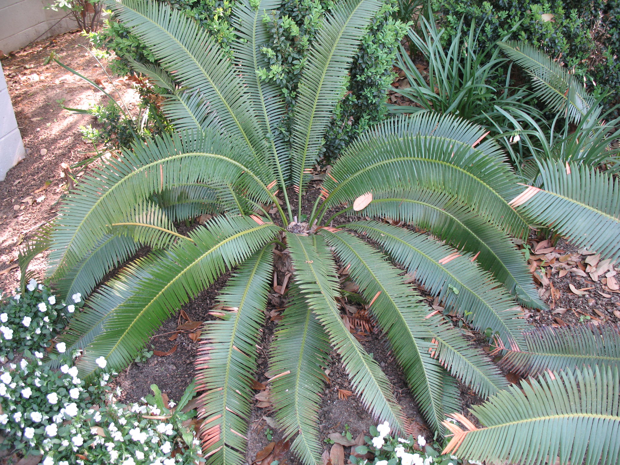 Dioon edule  / Dioon edule 