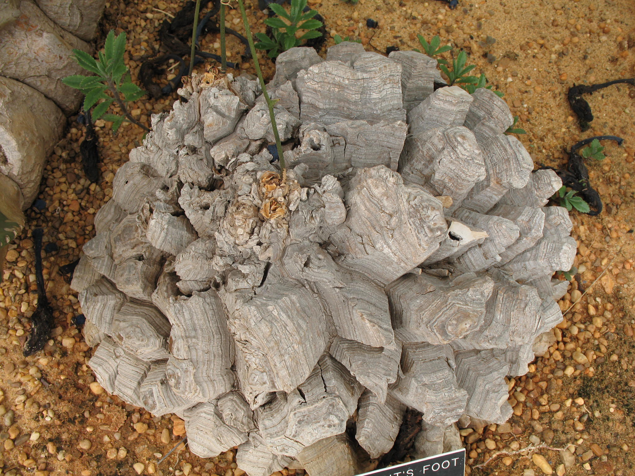 Dioscorea elephantipes   / Elephant's Foot