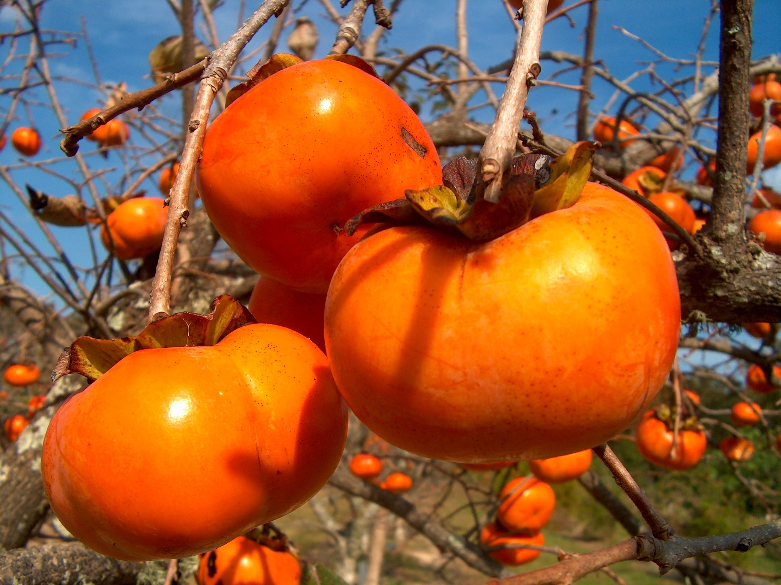 Diospyros kaki 'Fuyu Imoto' / Fuyu Imoto Persimmon