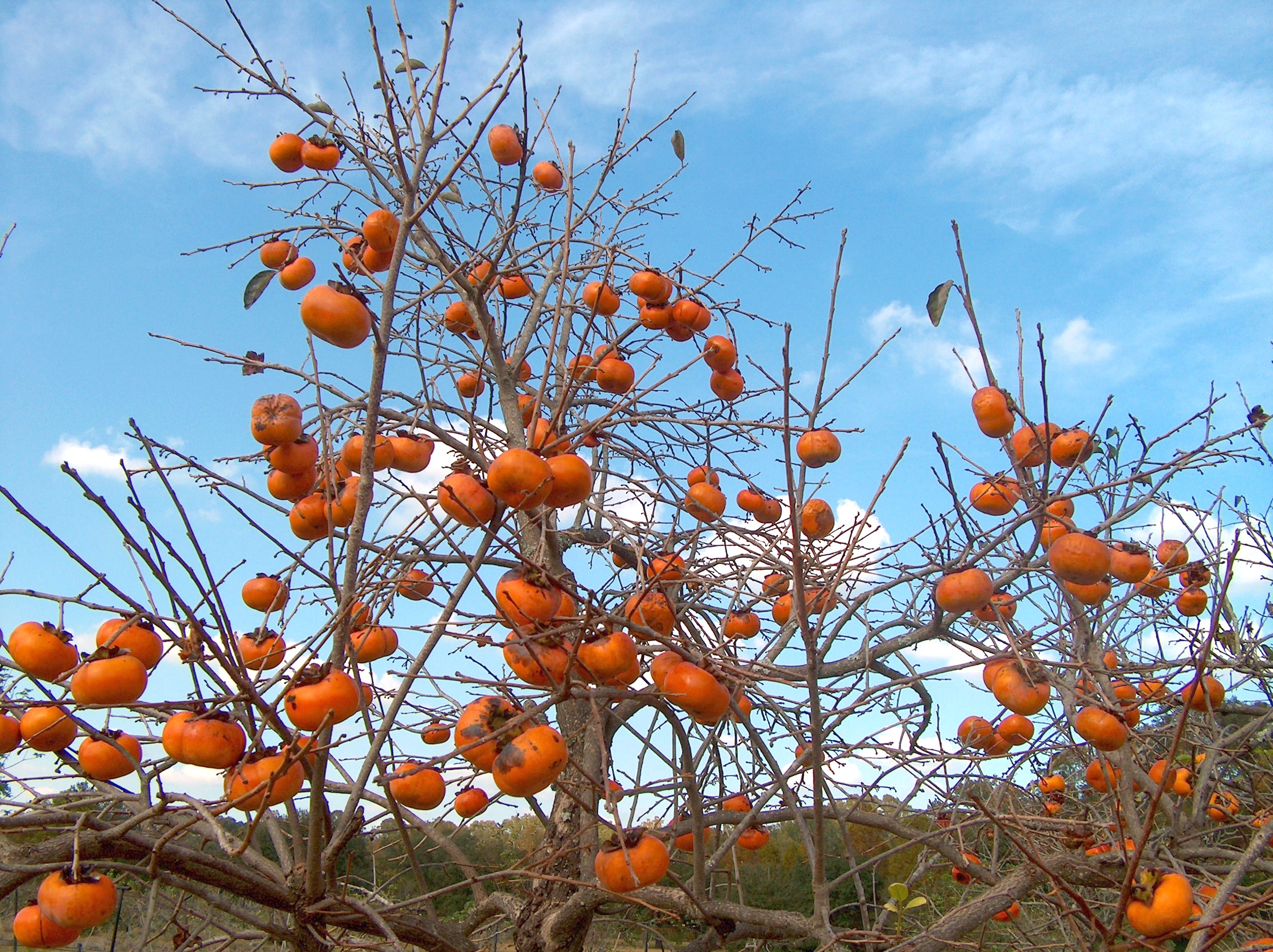 Diospyros kaki / Japanese Persimmon