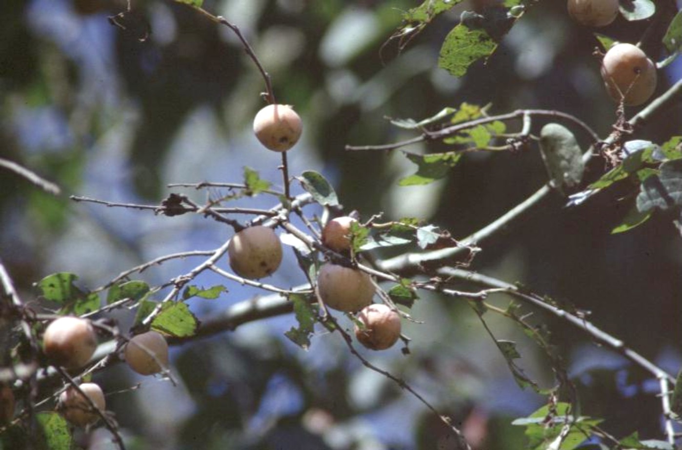 Diospyros virginiana / Common Persimmon