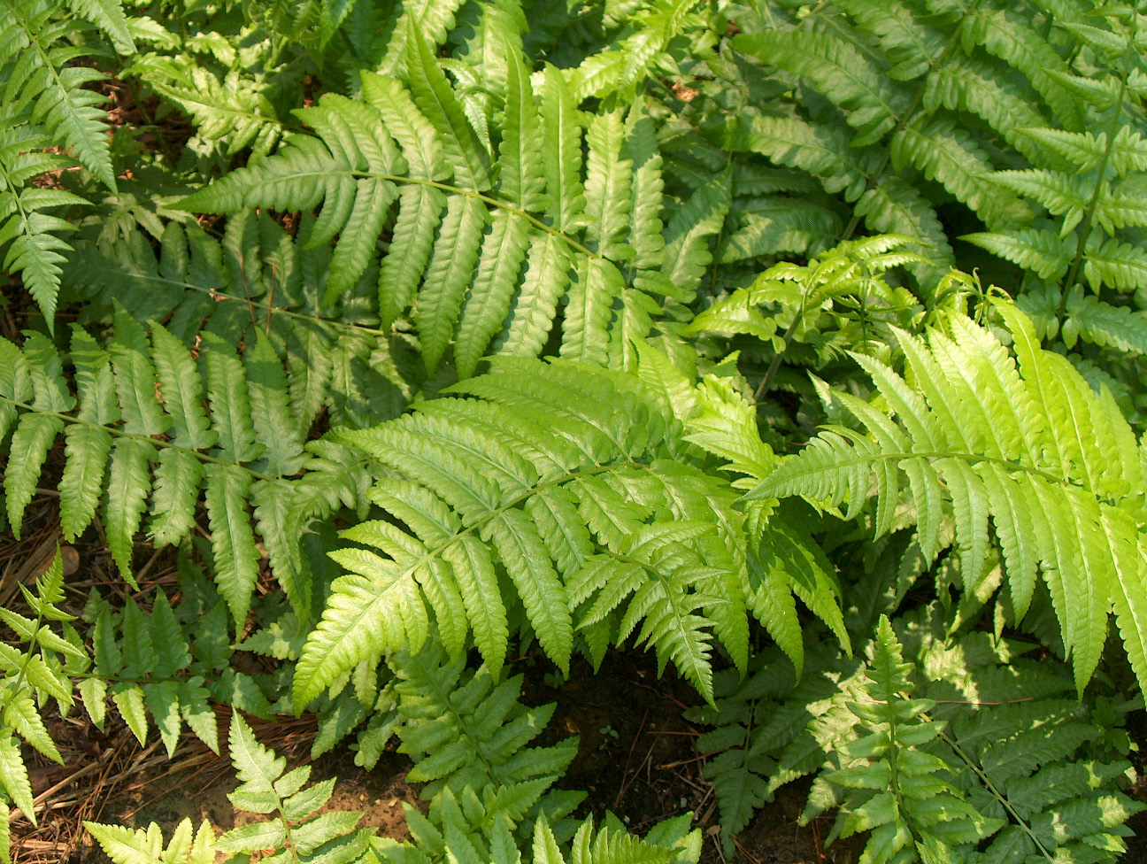 Diplazium esculentum / Vegetable Fern