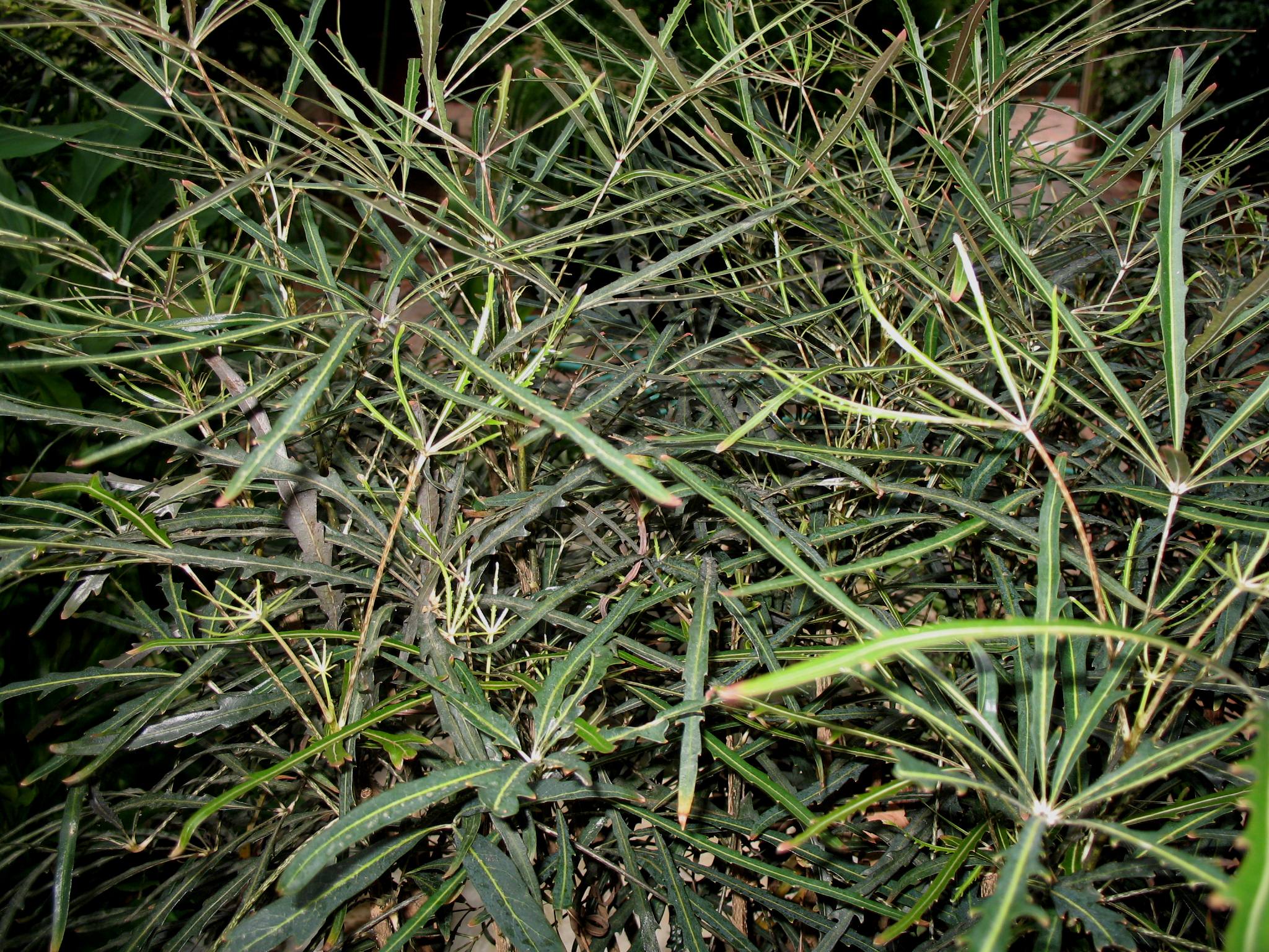Dizygotheca elegantissima / Threadleaf Aralia