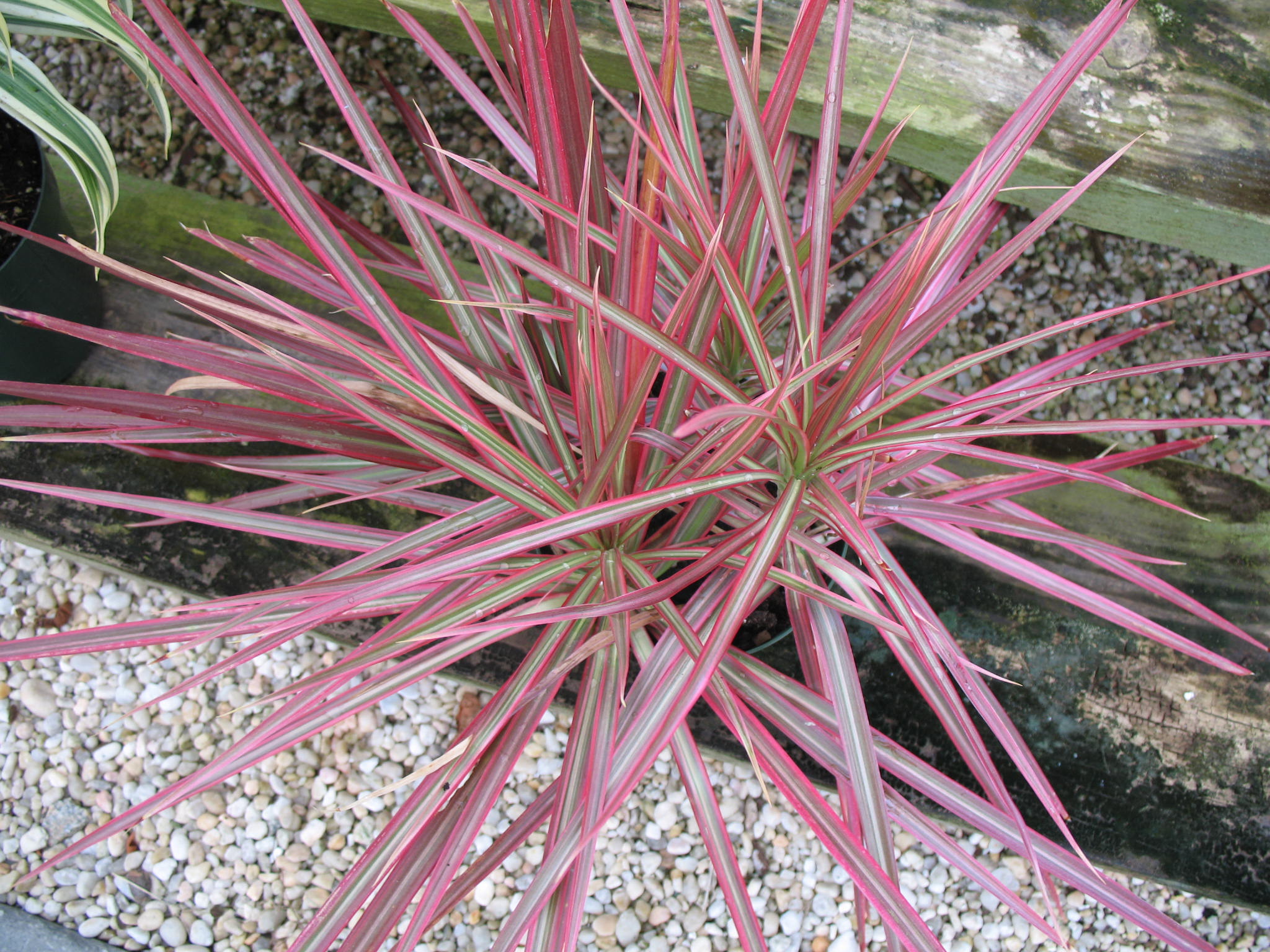 Dracaena 'High Color'  / Dracaena 'High Color' 