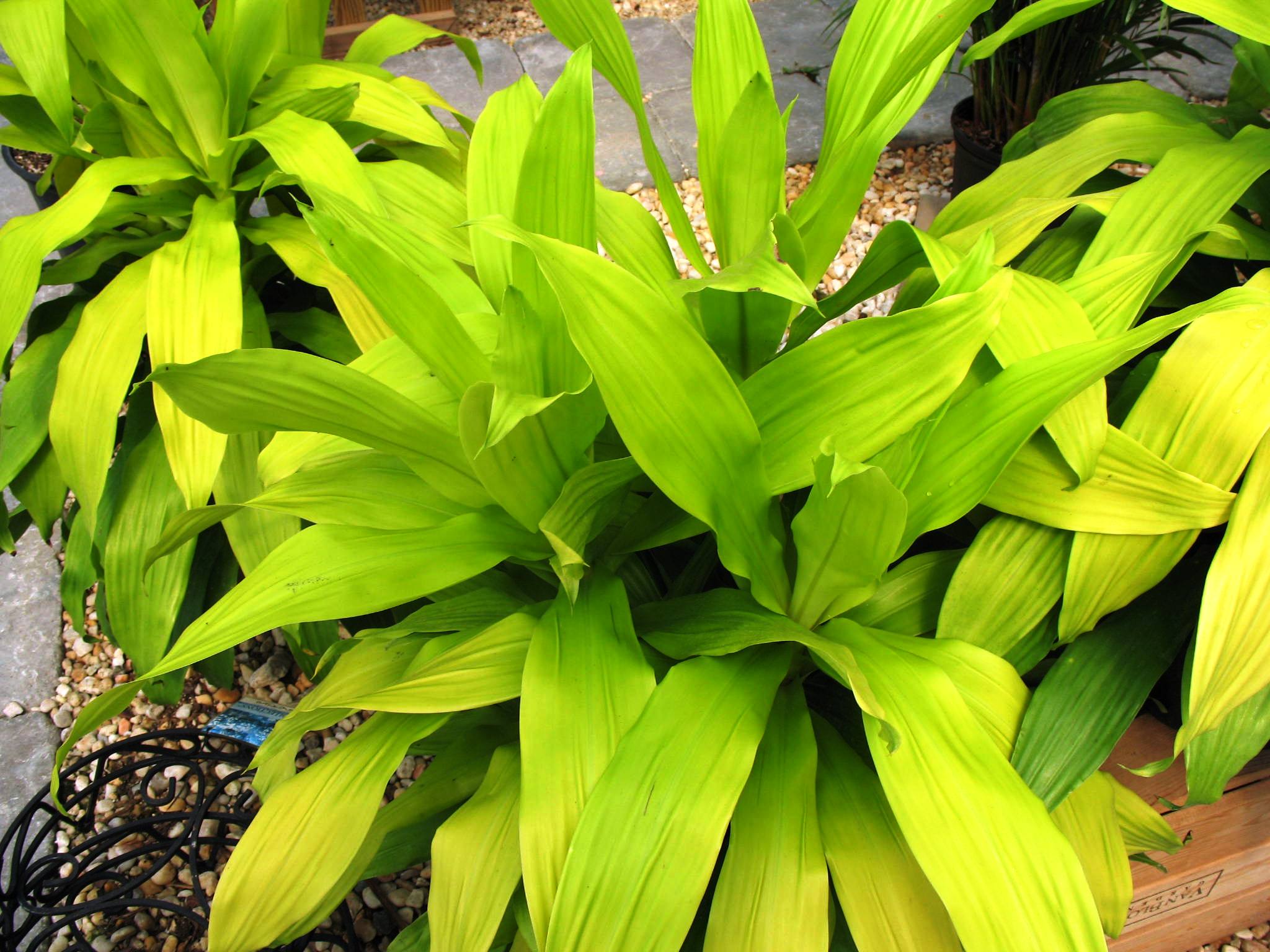 Dracaena 'Limelight'  / Dracaena 'Limelight' 