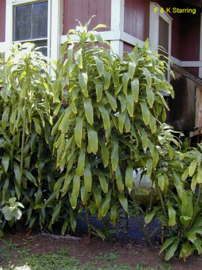 Dracaena fragrans / Corn Stalk