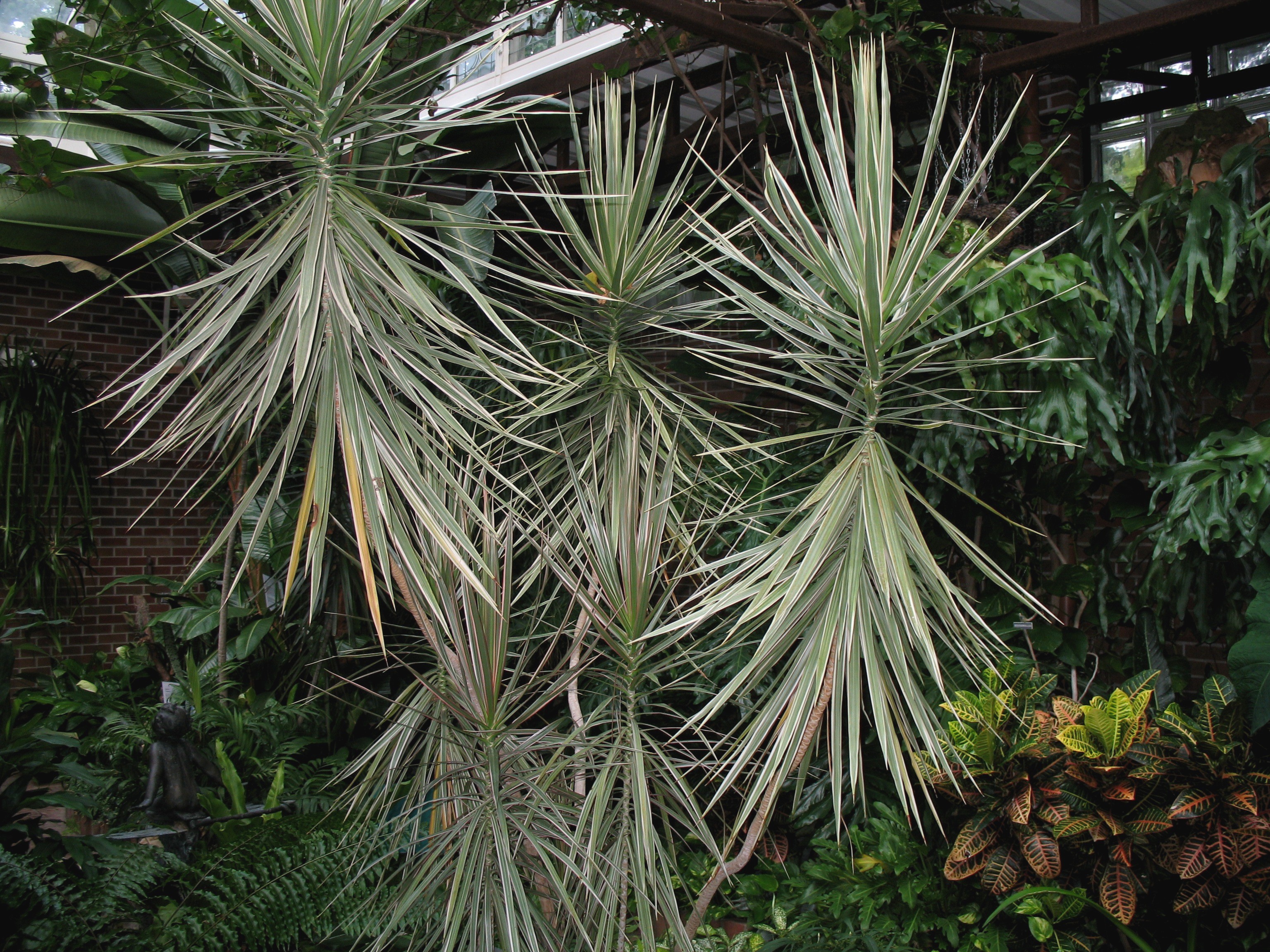 Dracaena marginata 'Variegata'  / Dracaena marginata 'Variegata' 