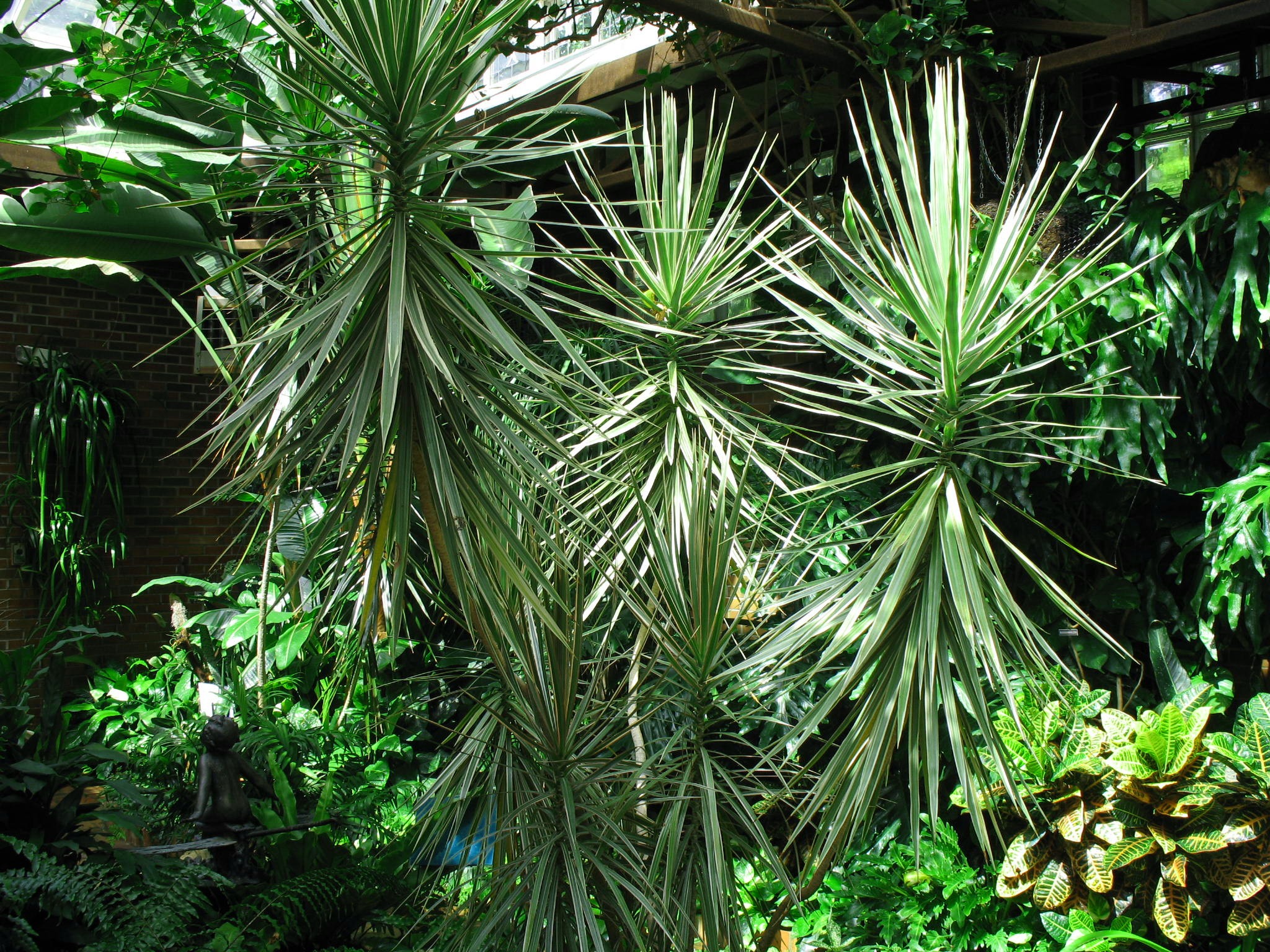 Dracaena marginata / Red-Edged Dracaena