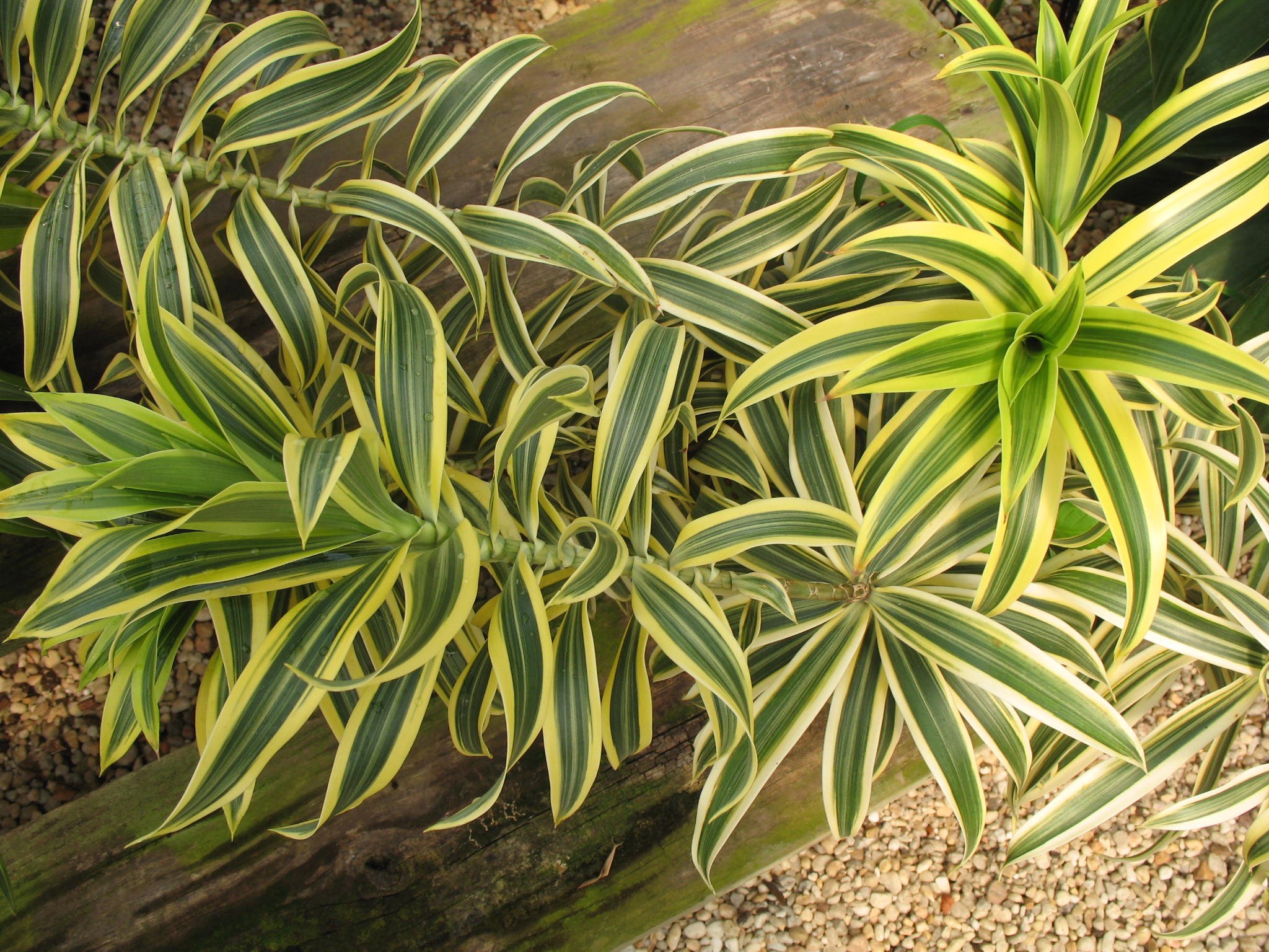 Dracaena reflexa 'Song of India'  / Dracaena reflexa 'Song of India' 