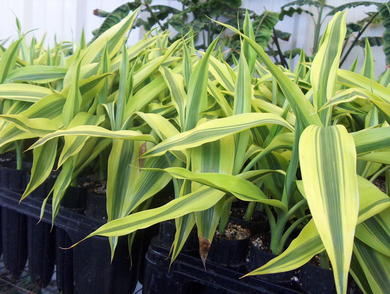 Dracaena sanderiana / Ribbon Dracaena, Lucky Bamboo