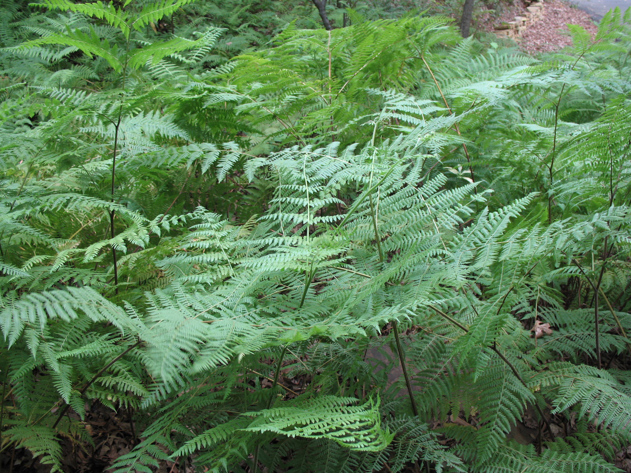 Dryopteris marginalis    / Marginal Wood Fern