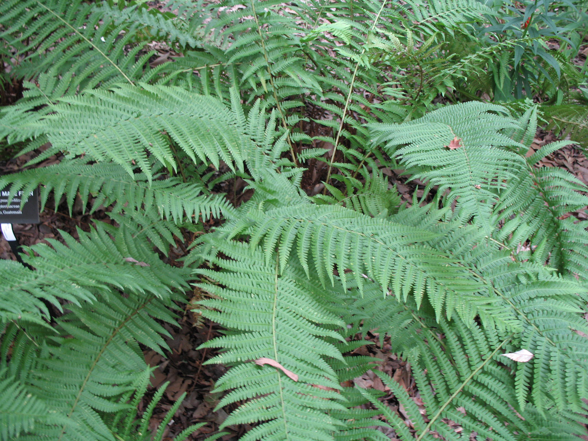 Dryopteris pseudo-filix-mas   / Mexican Male Fern