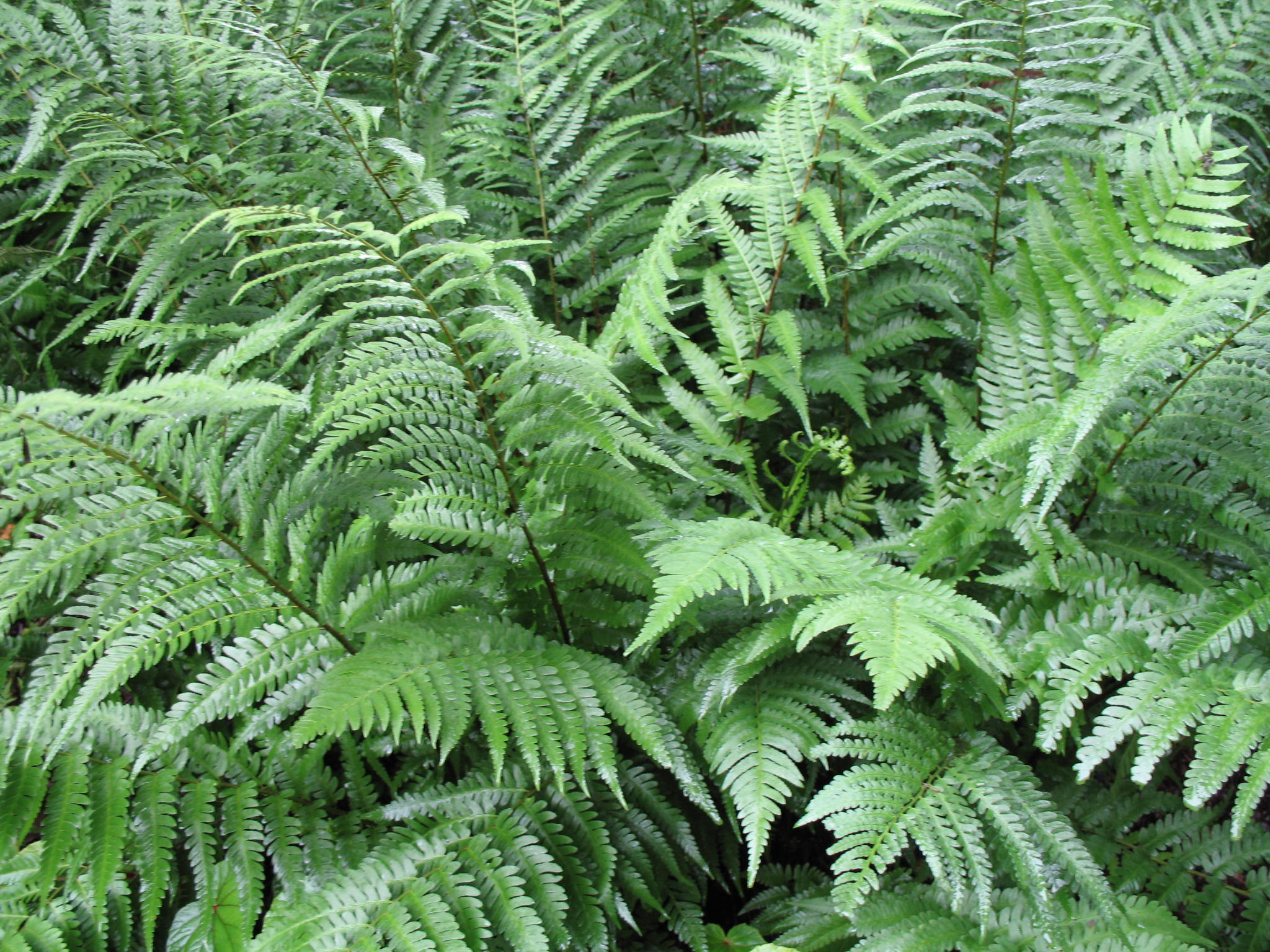 Dryopteris pycnoieroides  / Japanese Wood Fern