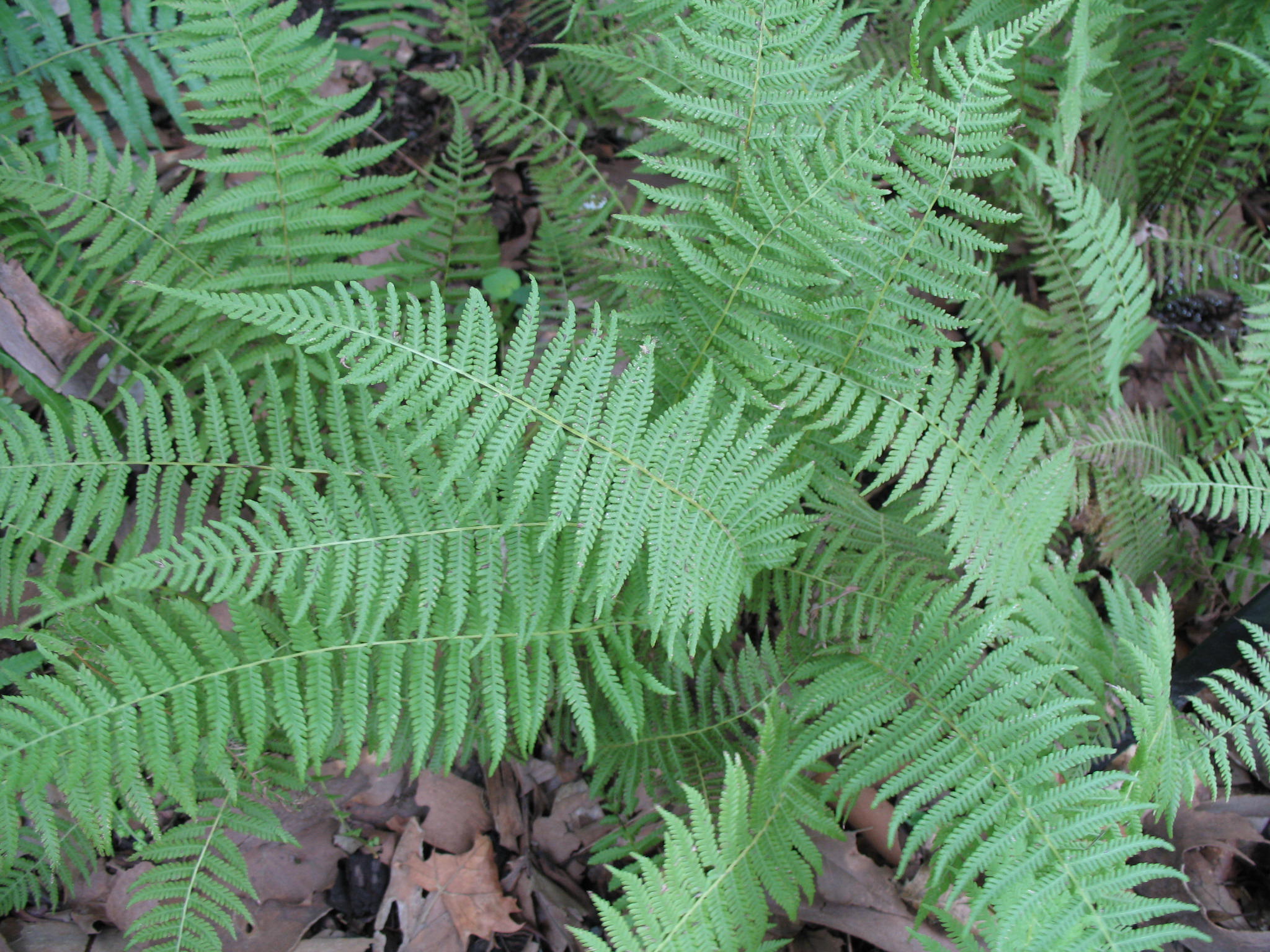 Dryopteris sieboldii   / Siebold's Wood Fern